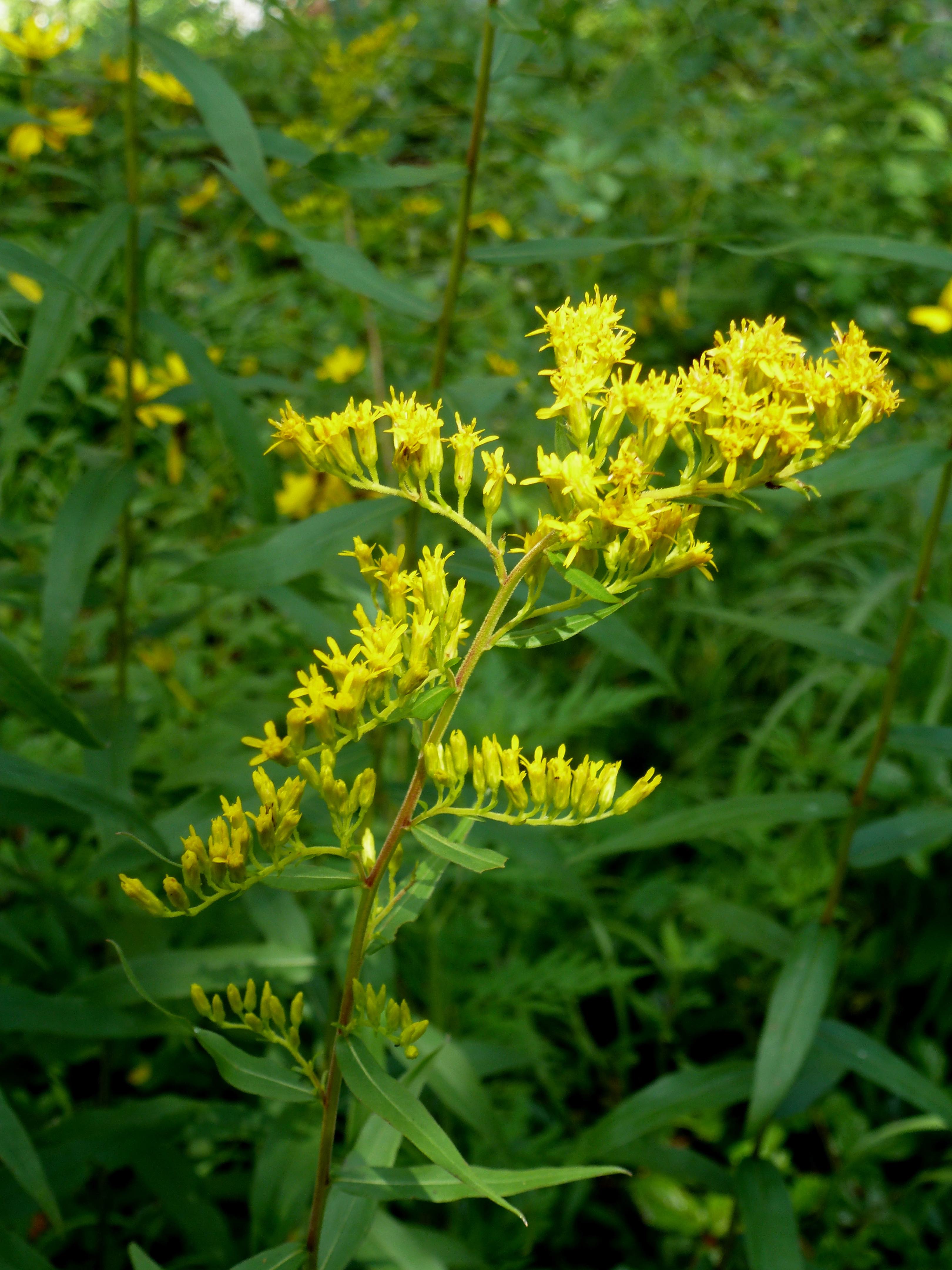 The Scientific Name is Solidago odora. You will likely hear them called Licorice Goldendrod, Anise Goldenrod, Sweet Goldenrod. This picture shows the Terminal inflorescence. of Solidago odora