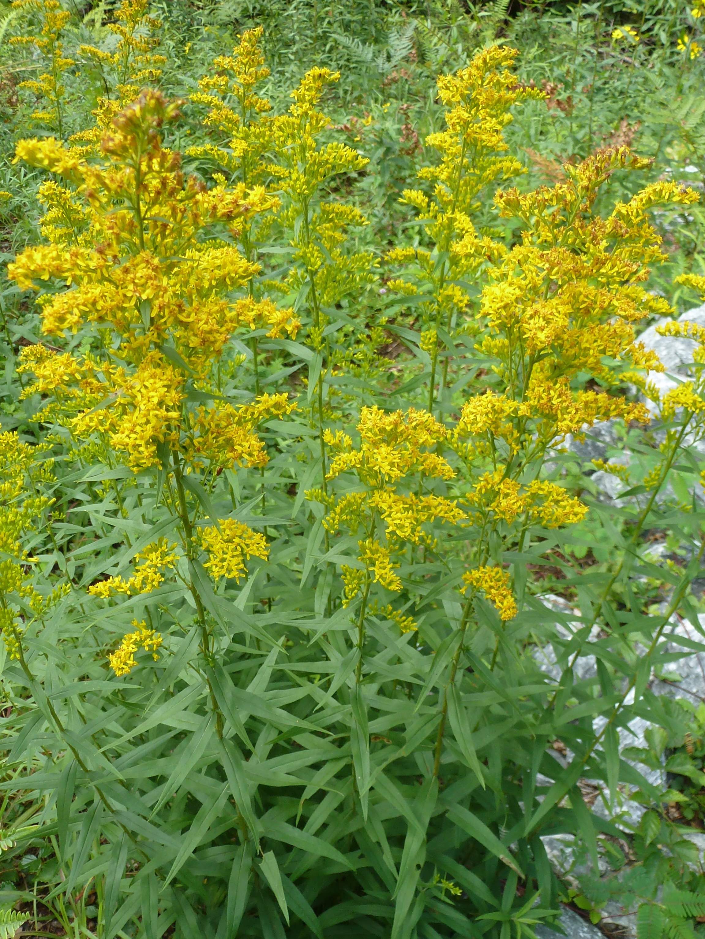 The Scientific Name is Solidago odora. You will likely hear them called Licorice Goldendrod, Anise Goldenrod, Sweet Goldenrod. This picture shows the The crushed leaves have an anise scent. of Solidago odora