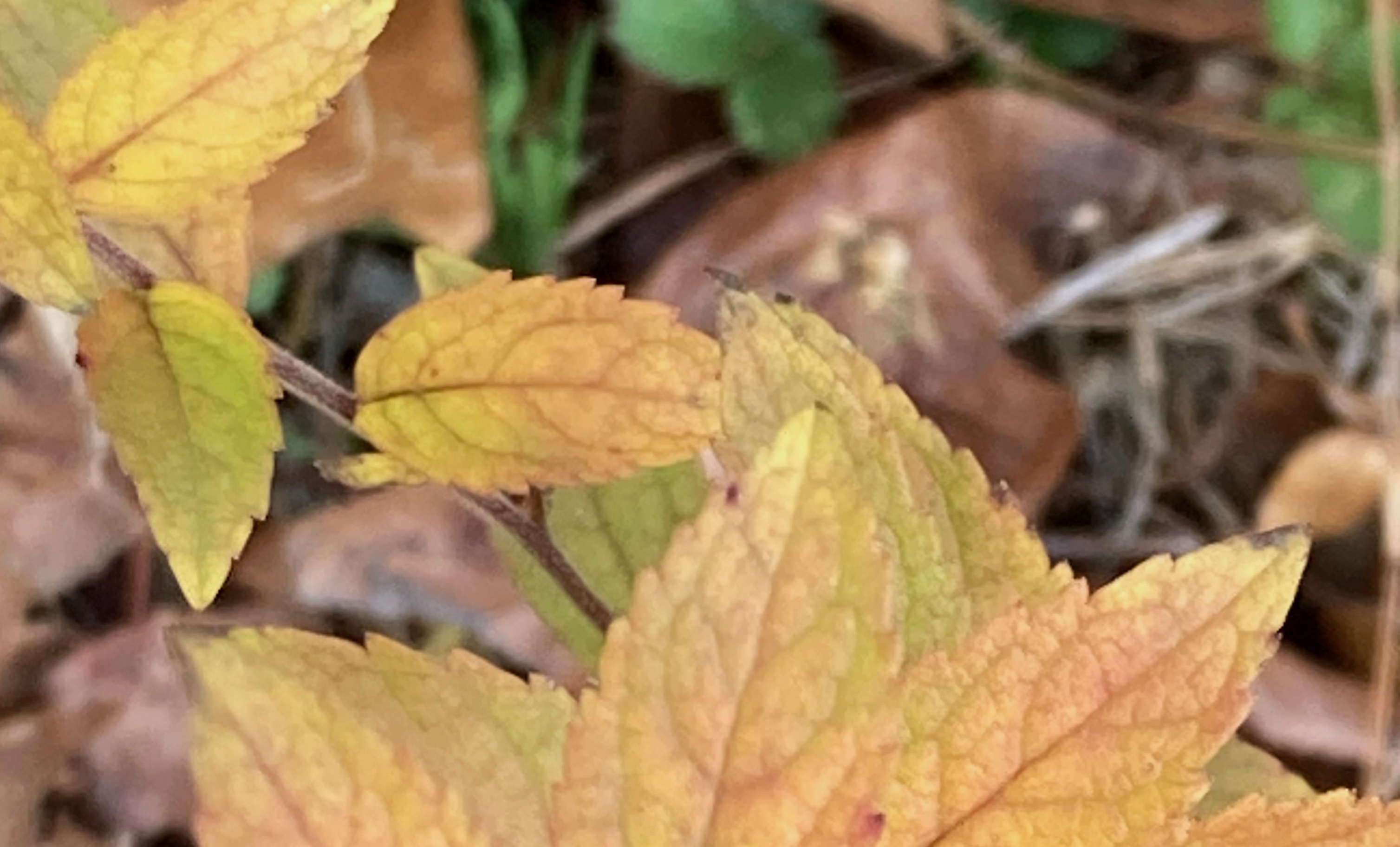 The Scientific Name is Solidago rugosa. You will likely hear them called Rough Goldenrod, Wrinkle-leaf Goldenrod. This picture shows the Golden/peach color of the foliage in late Fall of Solidago rugosa