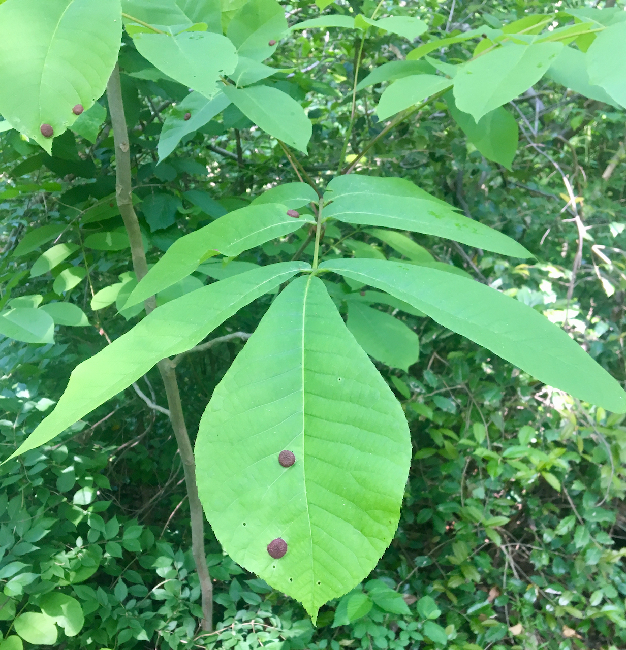 The Scientific Name is Carya tomentosa. You will likely hear them called Mockernut Hickory, White Hickory. This picture shows the Spangle Gall (caused by an Hemipteran in the genus Phylloxera) on Mockernut leaves  of Carya tomentosa