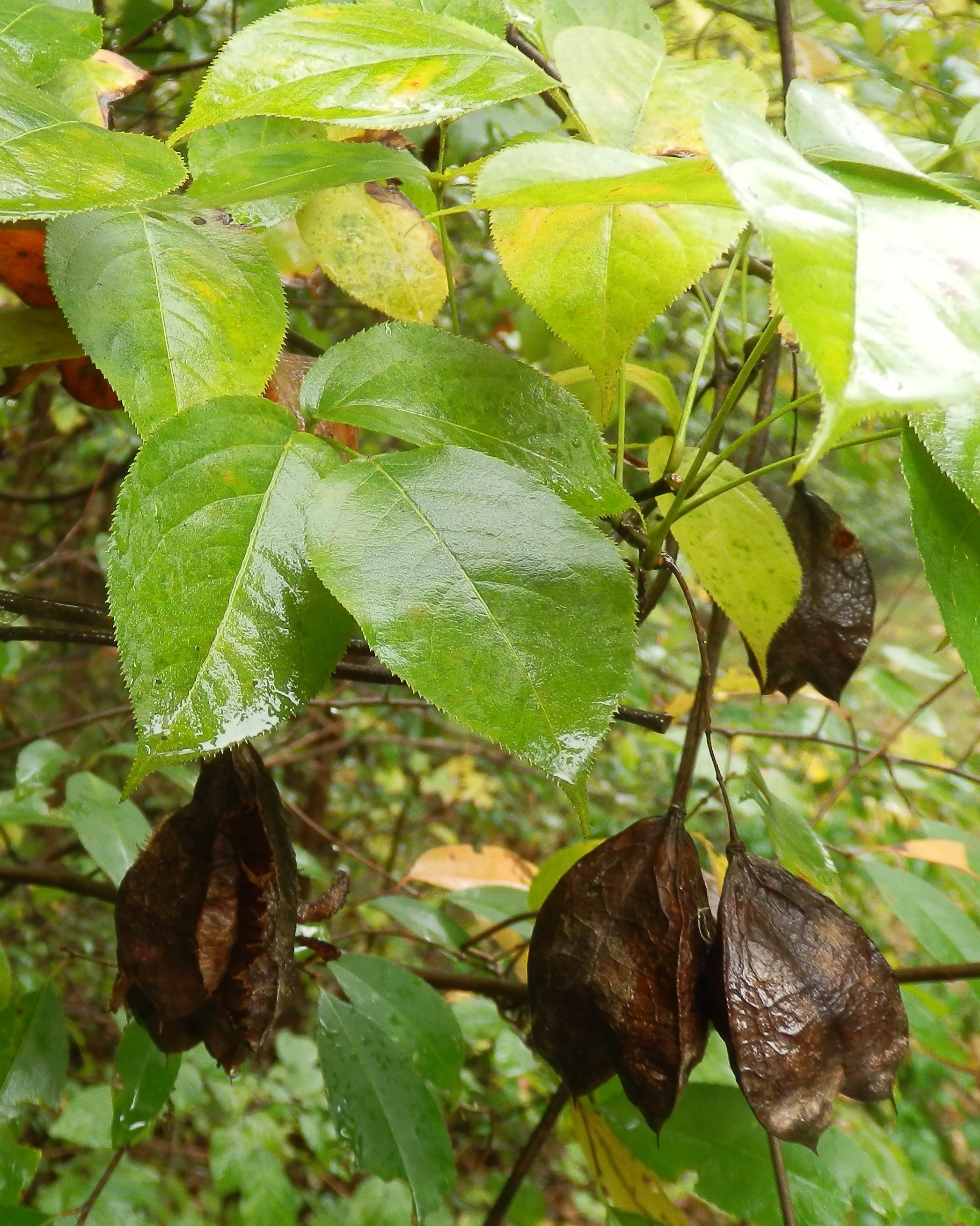 The Scientific Name is Staphylea trifolia. You will likely hear them called Bladdernut, American Bladdernut. This picture shows the Fruit is a papery pod with one seed per sac. of Staphylea trifolia