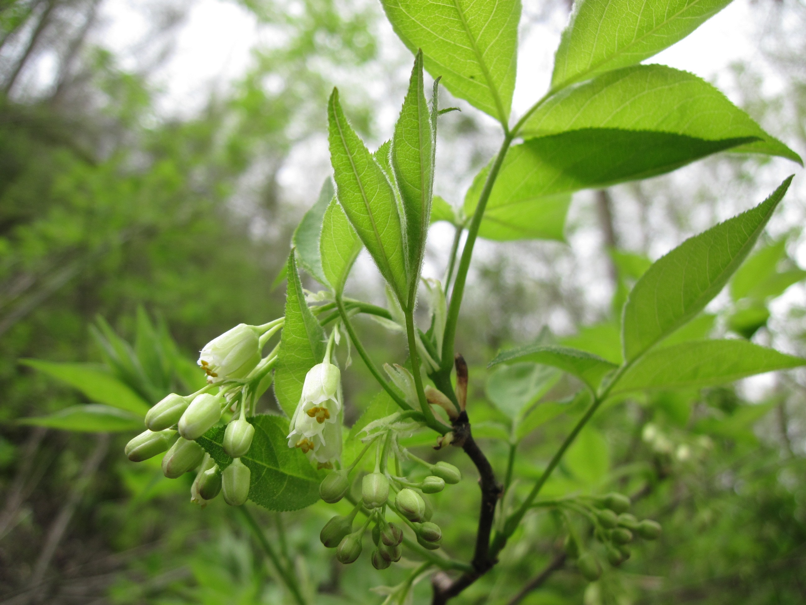 The Scientific Name is Staphylea trifolia. You will likely hear them called Bladdernut, American Bladdernut. This picture shows the Large shrub with trifoliate, opposite leaves. of Staphylea trifolia