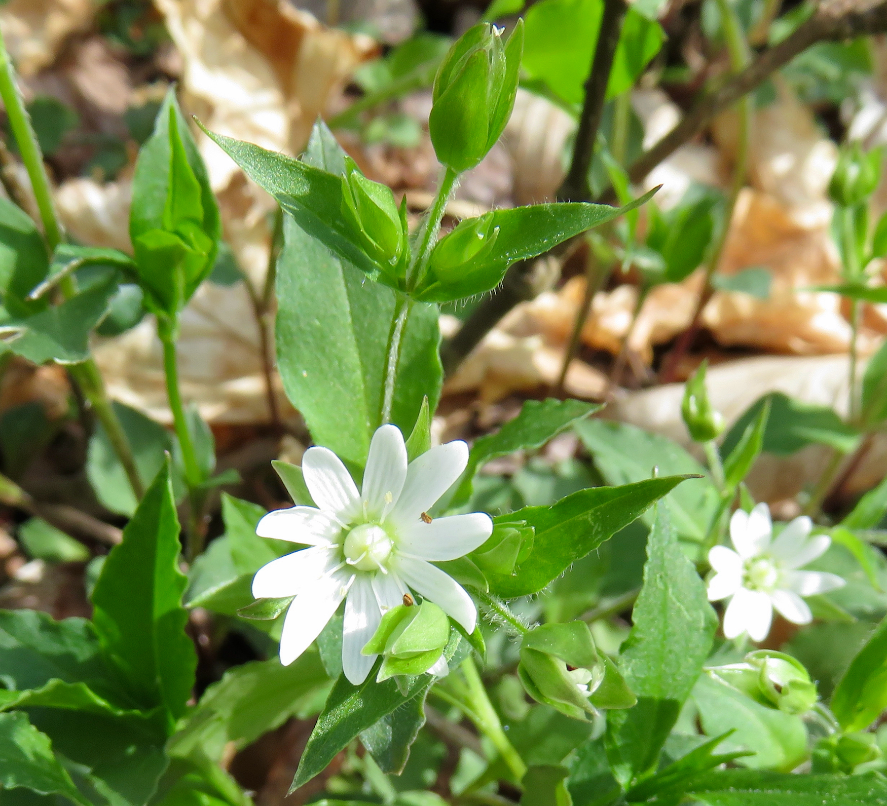 The Scientific Name is Stellaria corei. You will likely hear them called Tennessee Starwort. This picture shows the Like the more common Star Chickweed (Stellaria pubera), this mountain starwort/chickweed has 5 white petals that are so deeply cleft that it appears to have 10 petals. The mountain species, however, has sepals as long as the petals, unlike Star Chickweed, whose sepals are shorter than the petals.  of Stellaria corei