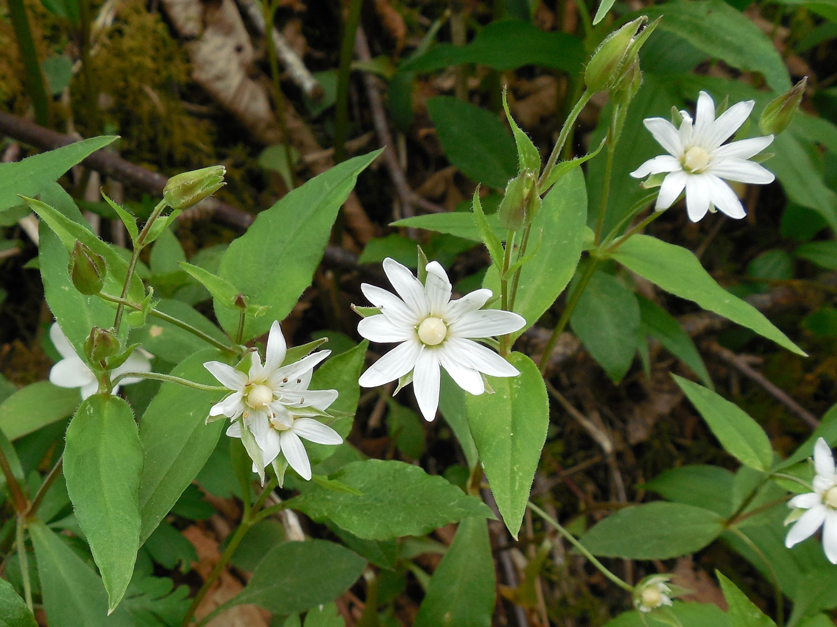 The Scientific Name is Stellaria corei. You will likely hear them called Tennessee Starwort. This picture shows the Spreads by creeping stems. Long sepals extending past the 5 white split petals. of Stellaria corei