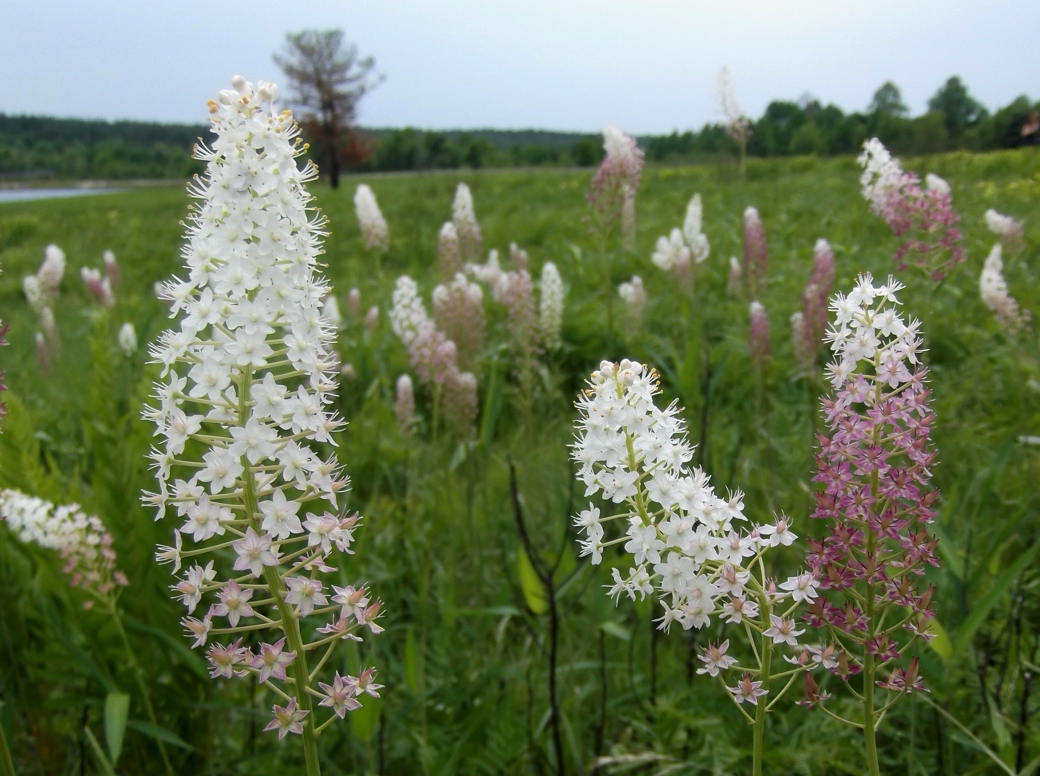 The Scientific Name is Stenanthium densum [= Zigdenus densus]. You will likely hear them called Crow-poison, Crow Poison, Savanna Camass, Black Death Camas, Osceola's-plume. This picture shows the Each plant in a population is an individual and not a clone. Flowers turn pink as they age. of Stenanthium densum [= Zigdenus densus]