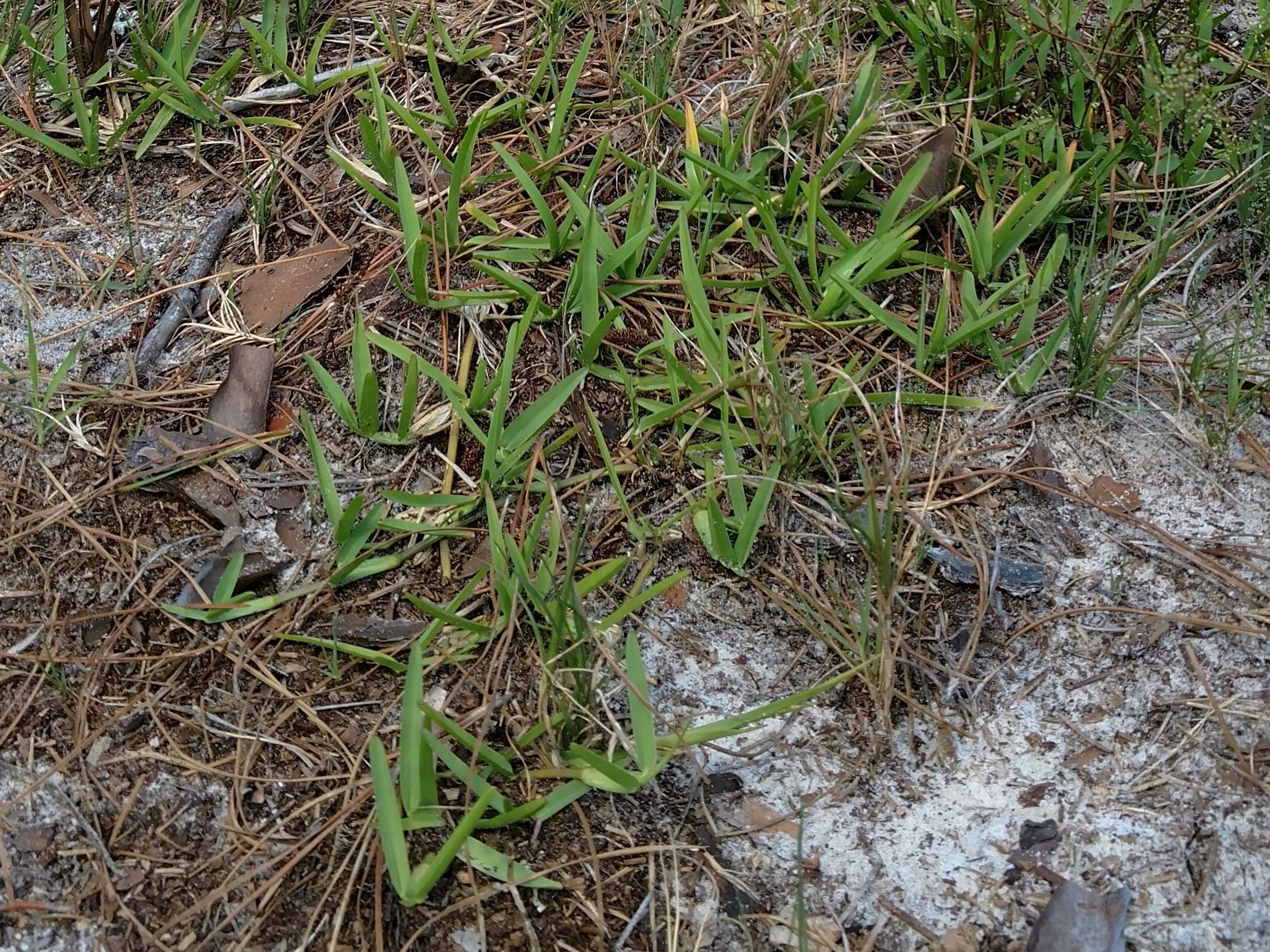 The Scientific Name is Stenotaphrum secundatum. You will likely hear them called St. Augustine Grass, Carpet Grass, Charleston Grass, Buffalo Grass, Centipede Grass. This picture shows the Note the broad leaves and the creeping rhizomes. of Stenotaphrum secundatum