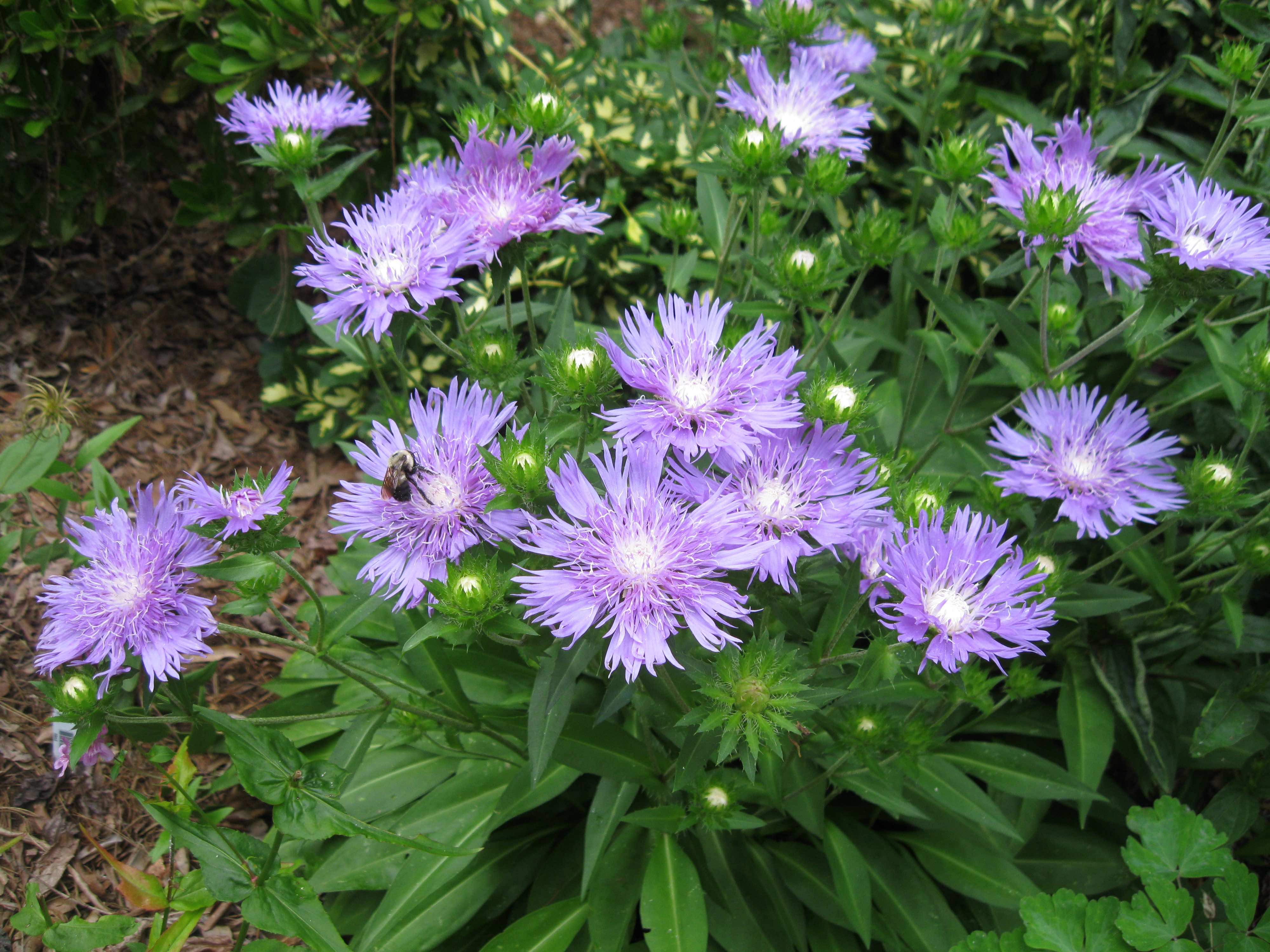 The Scientific Name is Stokesia laevis. You will likely hear them called Stokes Aster, Stokesia, Blue Stokesia, Stokes's Aster, Cornflower Aster. This picture shows the  of Stokesia laevis