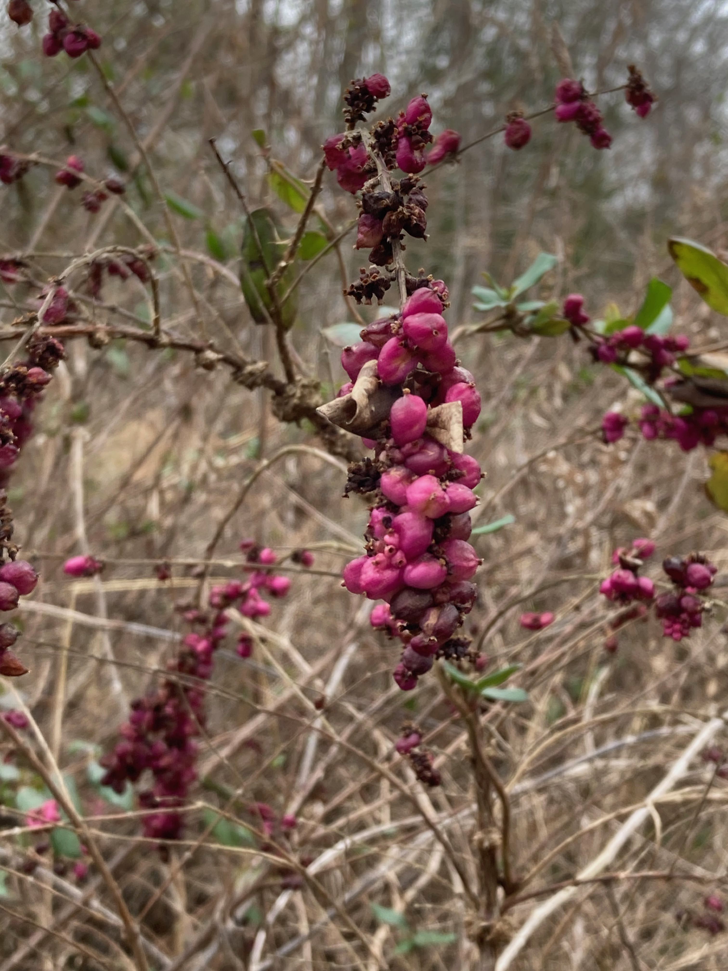 The Scientific Name is Symphoricarpos orbiculatus. You will likely hear them called Coralberry, Buckbrush, Indian Currant, Red Snowberry. This picture shows the The fruit remains on the plant through winter. The photo was taken in early January. of Symphoricarpos orbiculatus