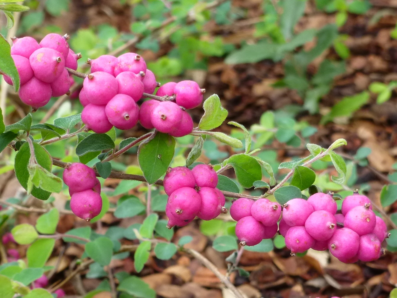 The Scientific Name is Symphoricarpos orbiculatus. You will likely hear them called Coralberry, Buckbrush, Indian Currant, Red Snowberry. This picture shows the  of Symphoricarpos orbiculatus