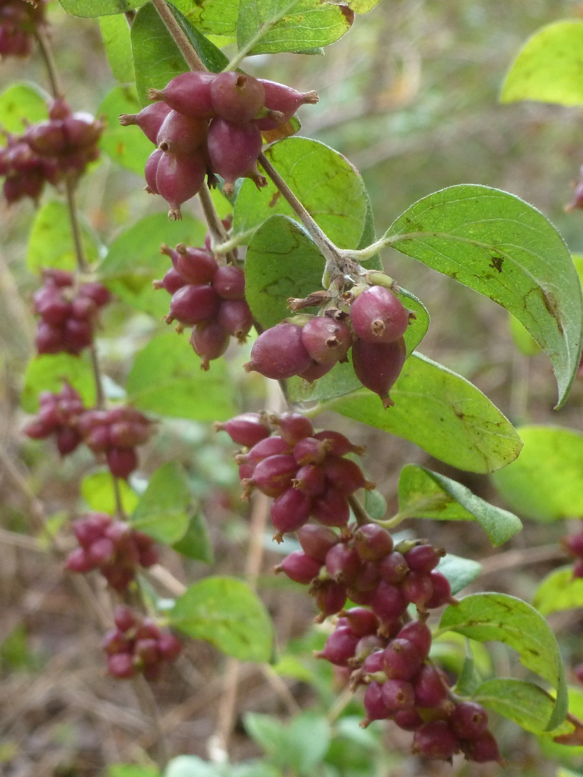 The Scientific Name is Symphoricarpos orbiculatus. You will likely hear them called Coralberry, Buckbrush, Indian Currant, Red Snowberry. This picture shows the Tight clusters of brightly colored berries are produced in the fall and can remain on the stems into winter. of Symphoricarpos orbiculatus