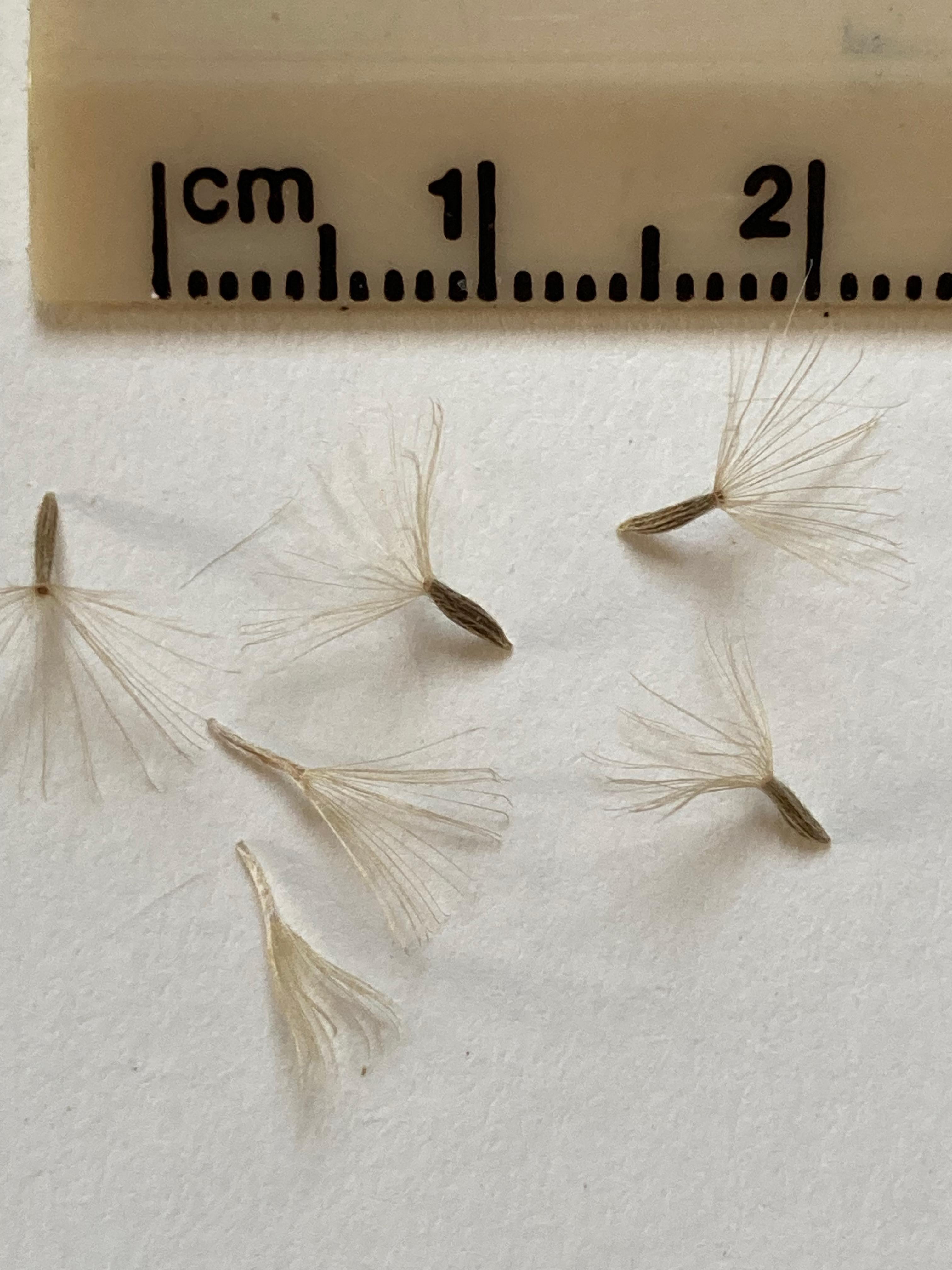 The Scientific Name is Symphyotrichum patens [= Aster patens]. You will likely hear them called Common Clasping Aster, Late Purple Aster. This picture shows the Harvested achenes with pappus (ring of fine hairs for wind dispersal). Not all these achenes look viable. of Symphyotrichum patens [= Aster patens]