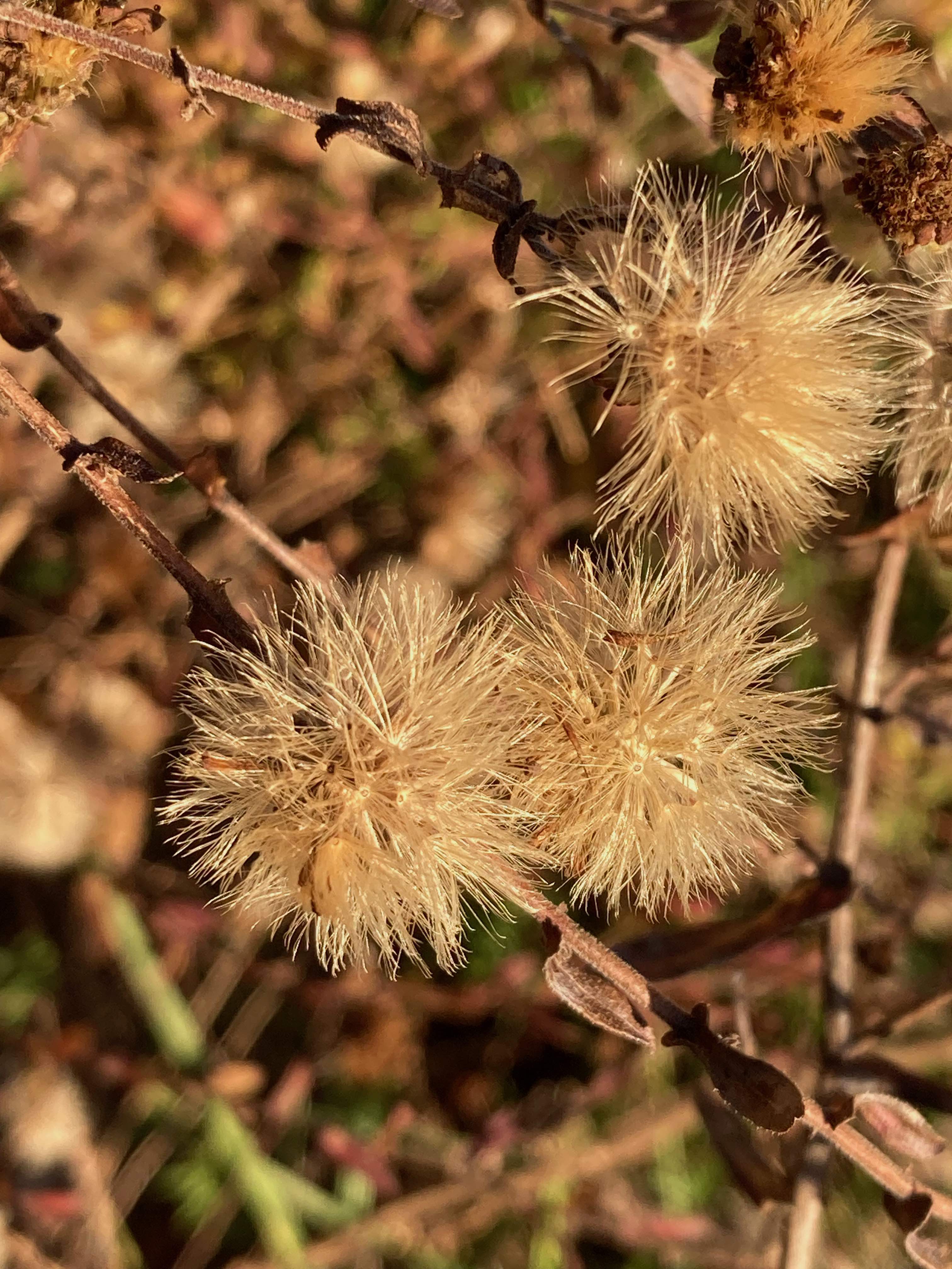 The Scientific Name is Symphyotrichum patens [= Aster patens]. You will likely hear them called Common Clasping Aster, Late Purple Aster. This picture shows the Seedheads in the Fall of Symphyotrichum patens [= Aster patens]