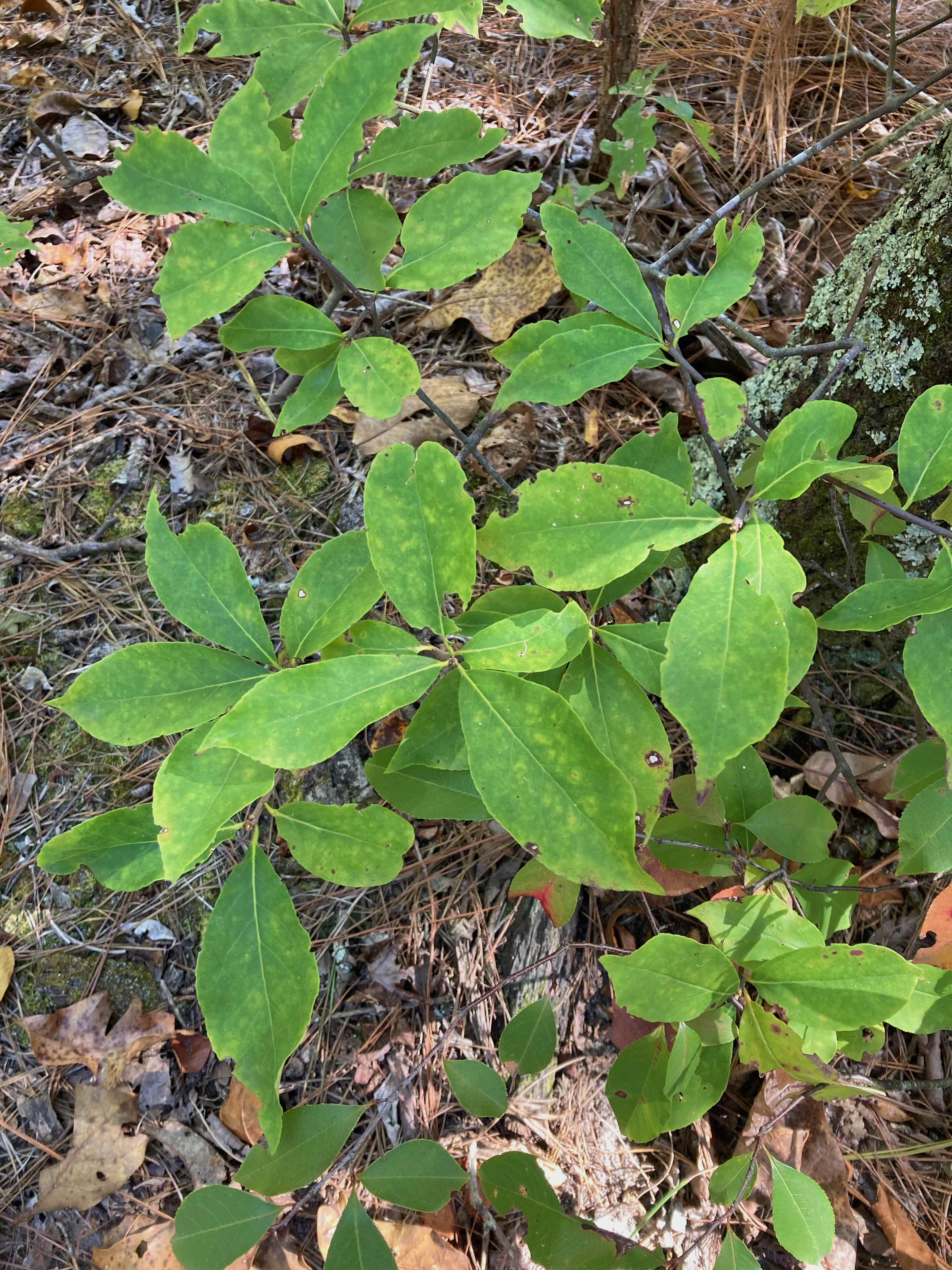 The Scientific Name is Symplocos tinctoria. You will likely hear them called Horsesugar, Common Sweetleaf. This picture shows the Leaves are alternate, thick and have entire margins. Leaf shape is obovate to oblanceolate. of Symplocos tinctoria