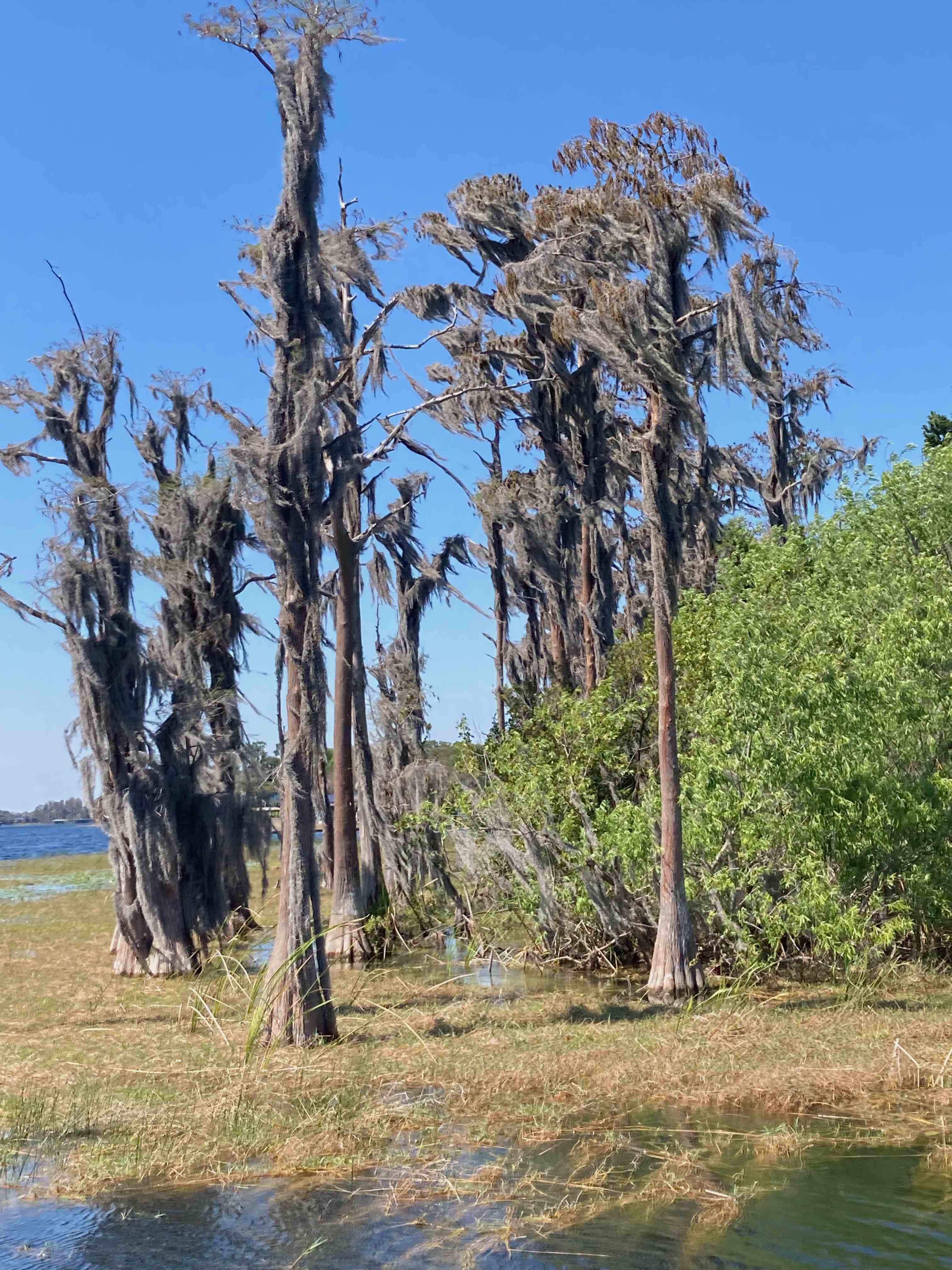 The Scientific Name is Taxodium distichum. You will likely hear them called Bald Cypress, Baldcypress, Swamp Cypress. This picture shows the  During its dormant season prior to leaf emergence, covered in Spanish Moss. of Taxodium distichum