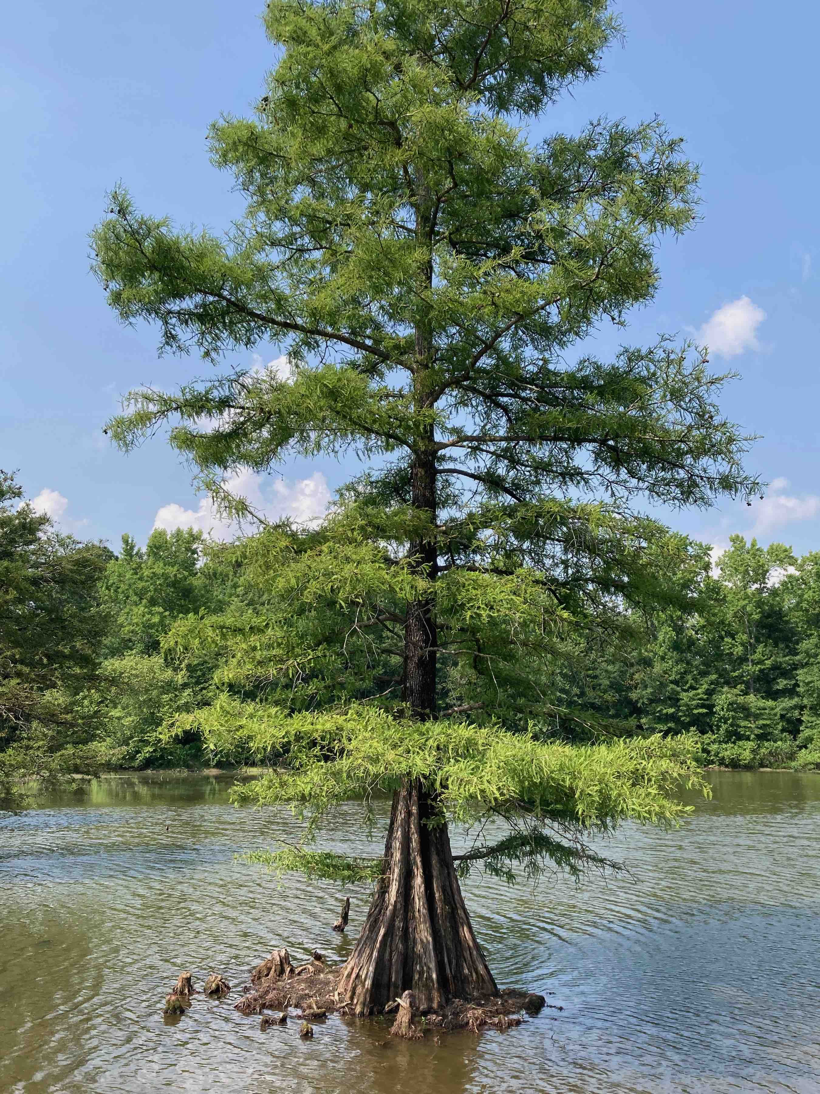 The Scientific Name is Taxodium distichum. You will likely hear them called Bald Cypress, Baldcypress, Swamp Cypress. This picture shows the Beautiful tree! of Taxodium distichum