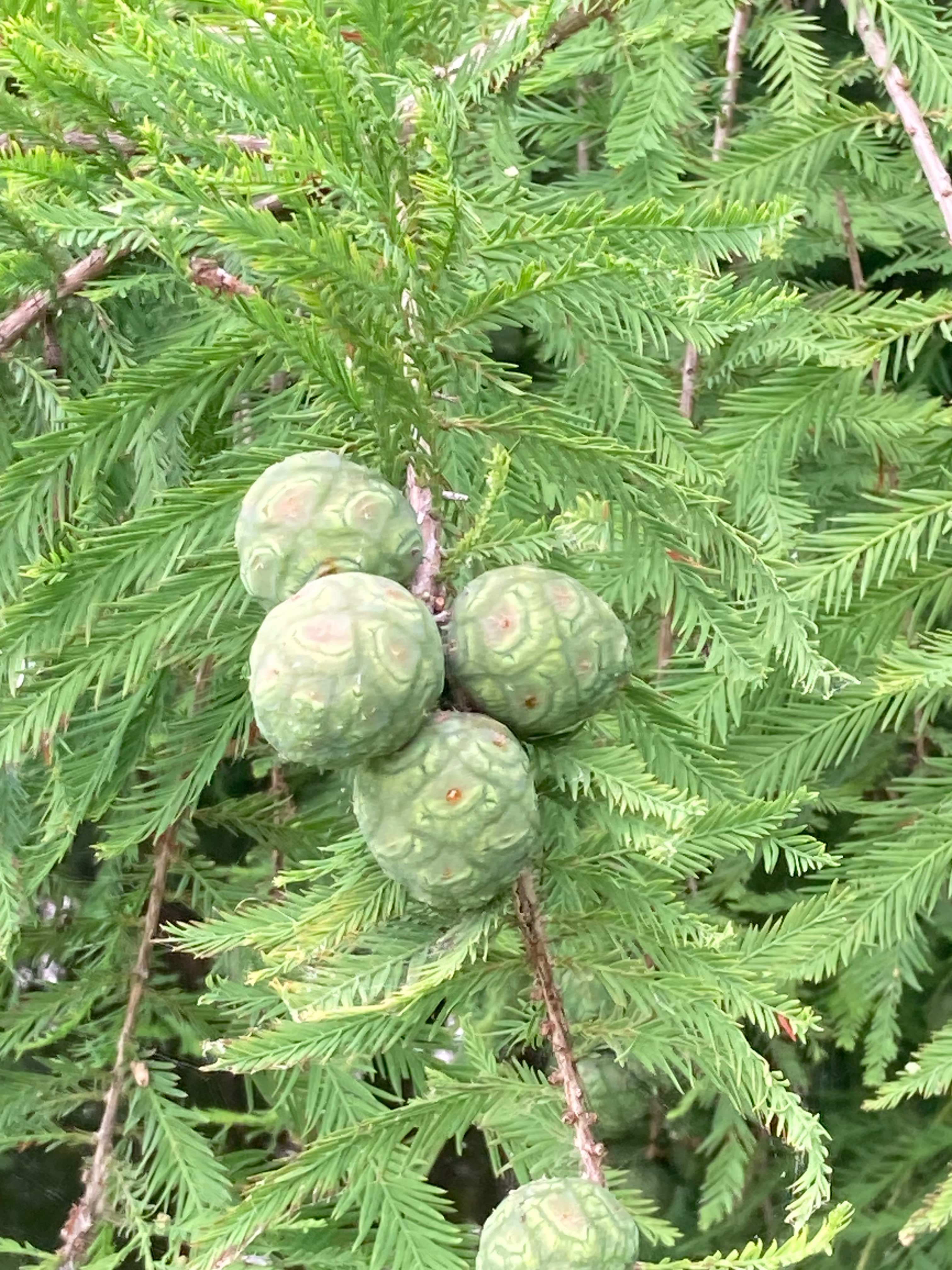 The Scientific Name is Taxodium distichum. You will likely hear them called Bald Cypress, Baldcypress, Swamp Cypress. This picture shows the The cones on this dioecious tree are round, wrinkled, about an inch in diameter, and purplish green which matures to brown. The scales are thick and irregular. of Taxodium distichum