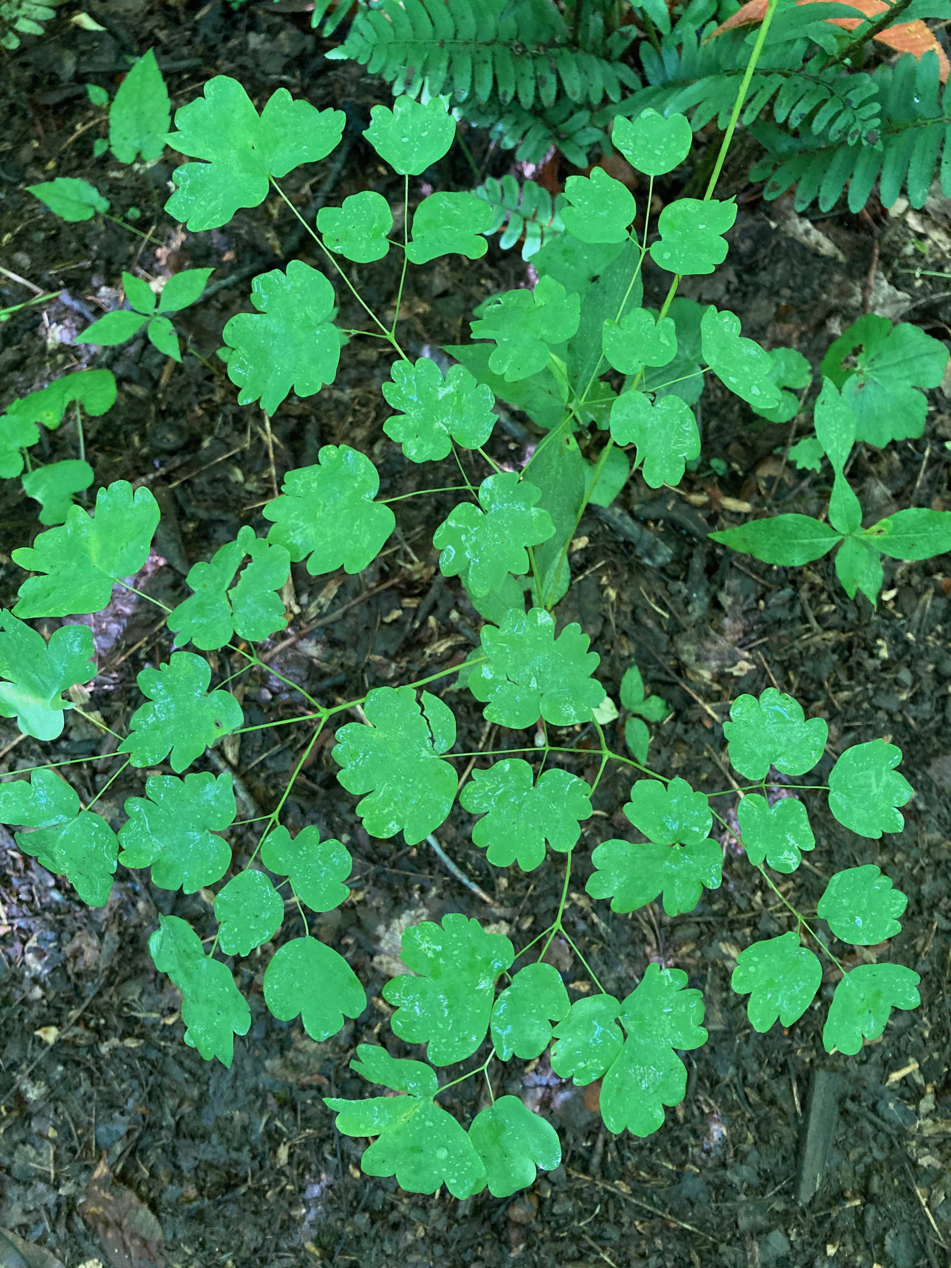 The Scientific Name is Thalictrum dioicum. You will likely hear them called Early Meadowrue, Early Meadow-rue. This picture shows the The compound leaves are doubly-ternately divided -with 3 sets of 3 leaflets per leaf. of Thalictrum dioicum