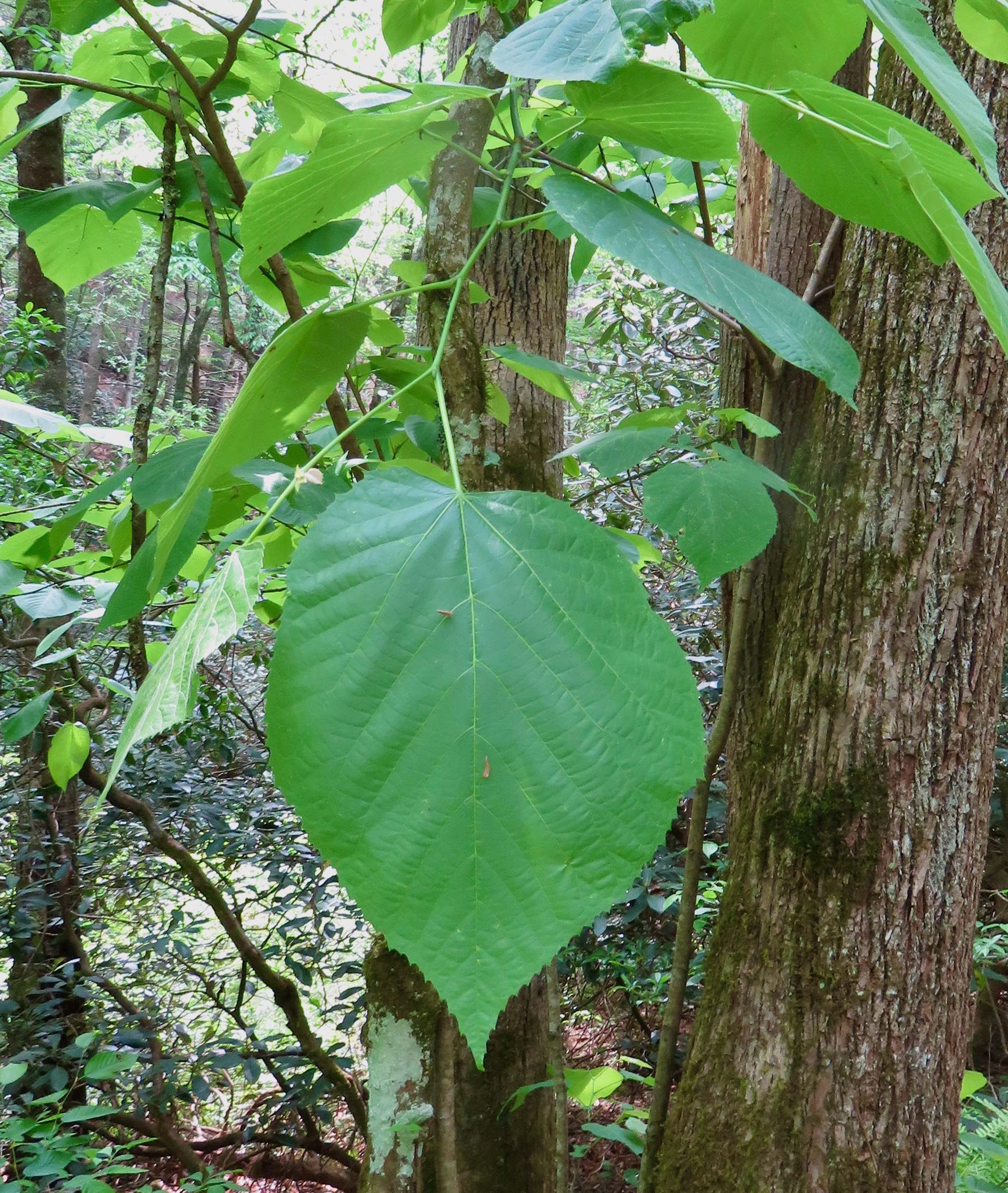 The Scientific Name is Tilia americana var. heterophylla. You will likely hear them called Mountain Basswood, White Basswood. This picture shows the Alternate, broad, heart-shaped leaves that are lopsided at the base (assuming this is var. heterophylla based on the county occurrence records in Vascular Plants of NC) of Tilia americana var. heterophylla