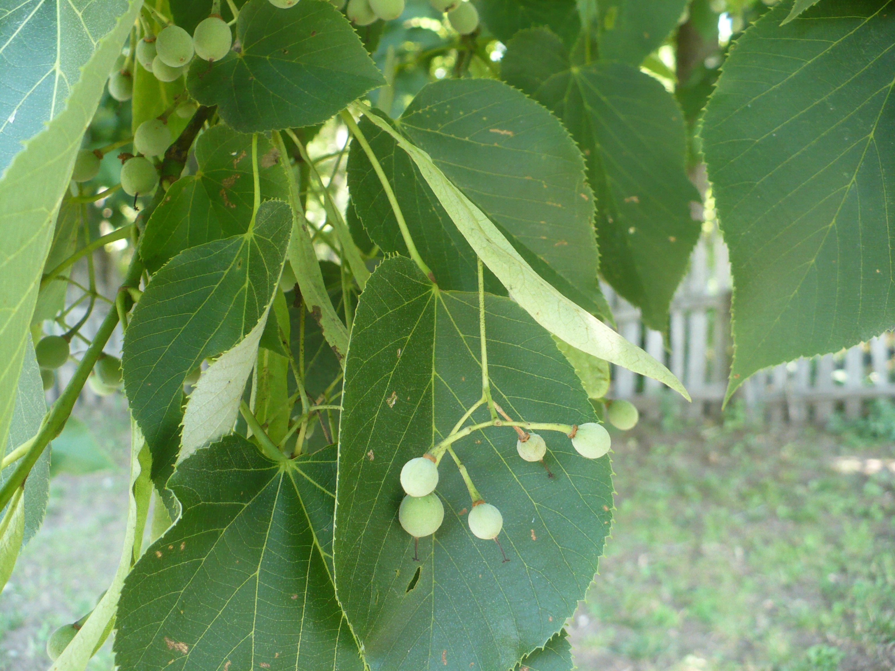 The Scientific Name is Tilia americana var. americana. You will likely hear them called American Basswood, American Linden, Northern Basswood. This picture shows the The fruit has small downy nutlets suspended from a foliaceous bract. of Tilia americana var. americana