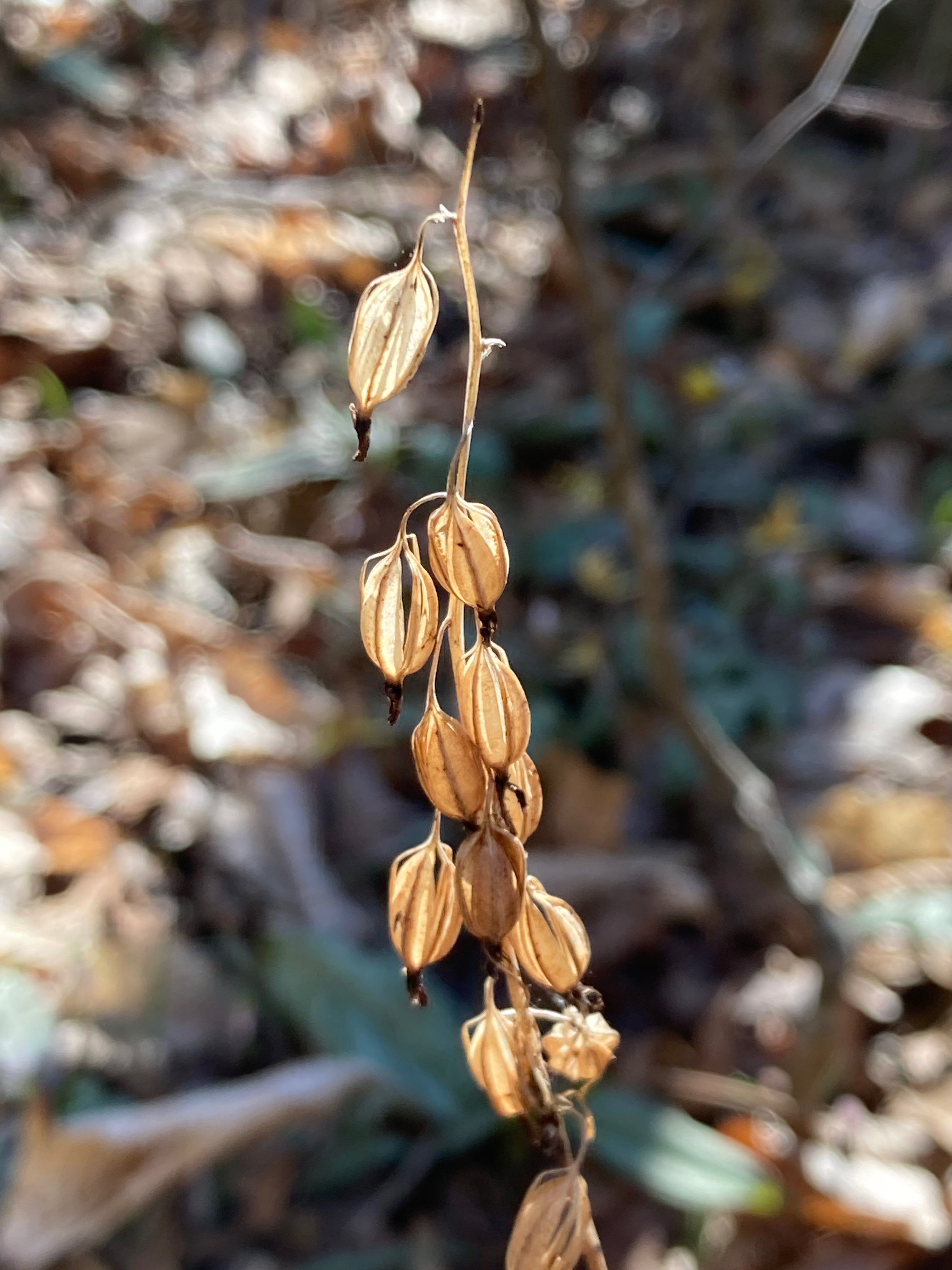 The Scientific Name is Tipularia discolor. You will likely hear them called Cranefly Orchid, Crippled Cranefly. This picture shows the Previous season's brown, empty capsules are quite attractive. of Tipularia discolor