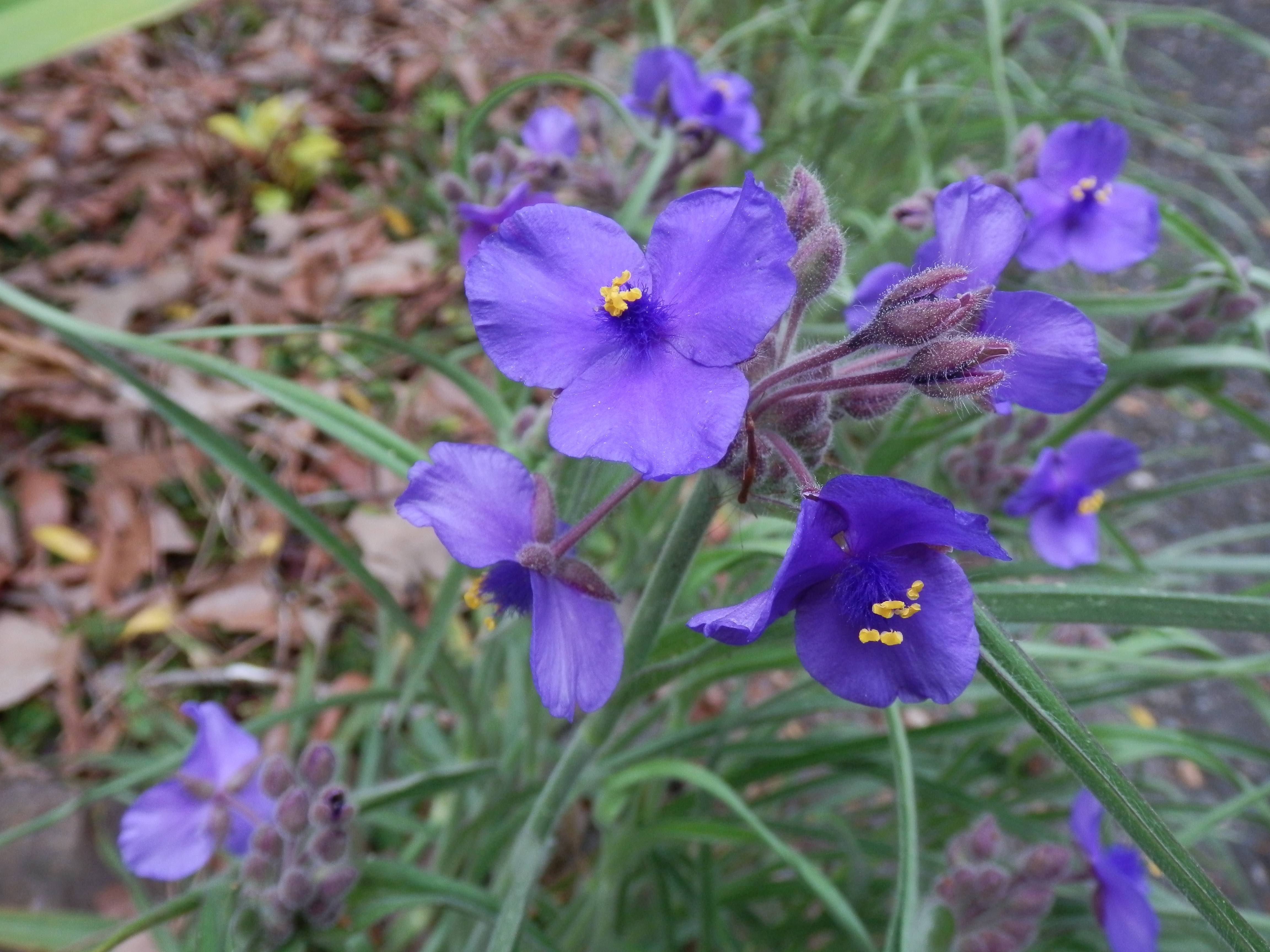 The Scientific Name is Tradescantia hirsuticaulis. You will likely hear them called Hairy Spiderwort, Hairystem Spiderwort. This picture shows the Has notable hairy leaves and stems. of Tradescantia hirsuticaulis