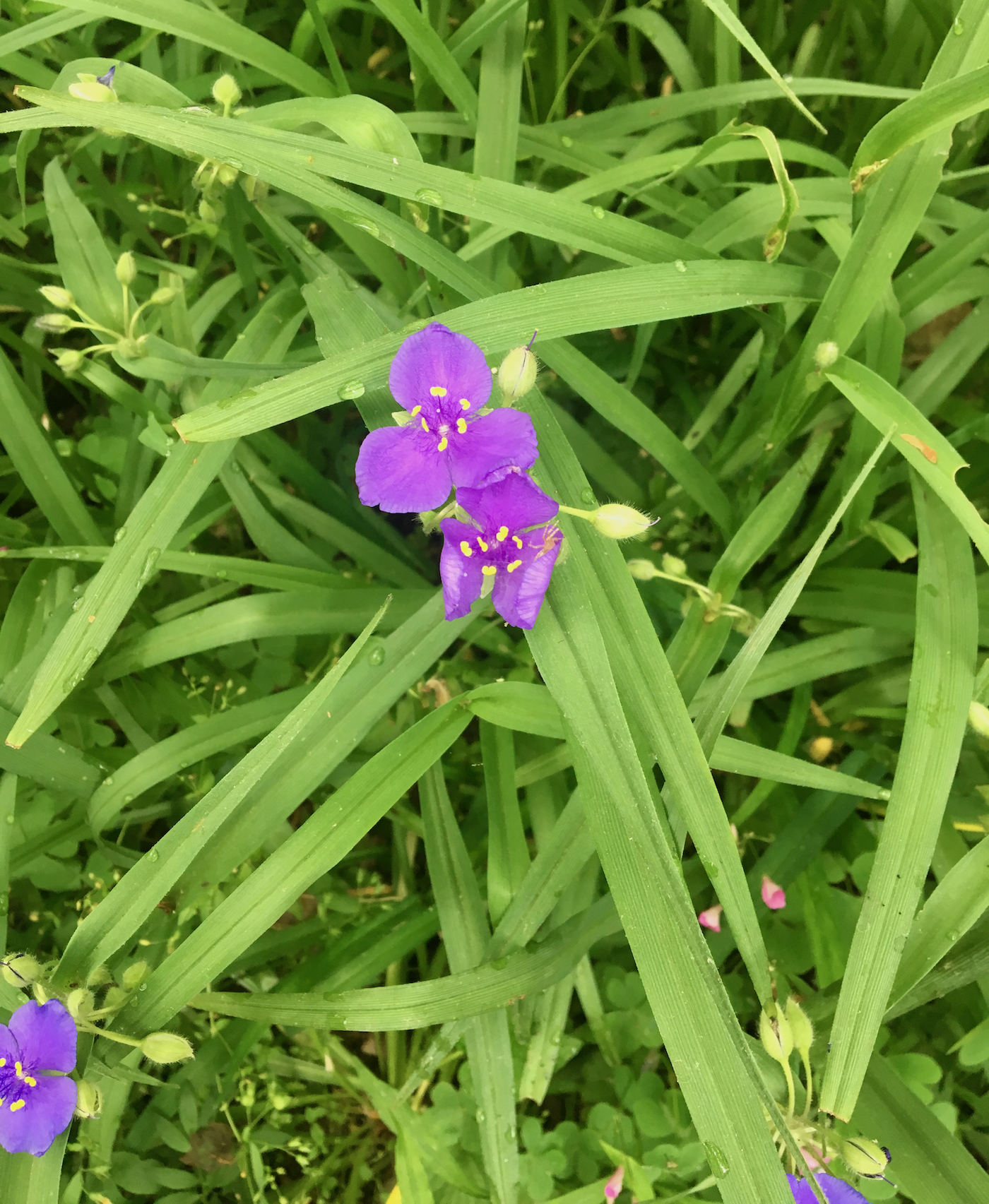 The Scientific Name is Tradescantia virginiana. You will likely hear them called Virginia Spiderwort. This picture shows the A branching, clump-forming perennial with linear leaves that form a sheath at the base. Principal leaf blades and bracts beneath the flowers not so wide as those of Zigzag Spiderwort.  of Tradescantia virginiana