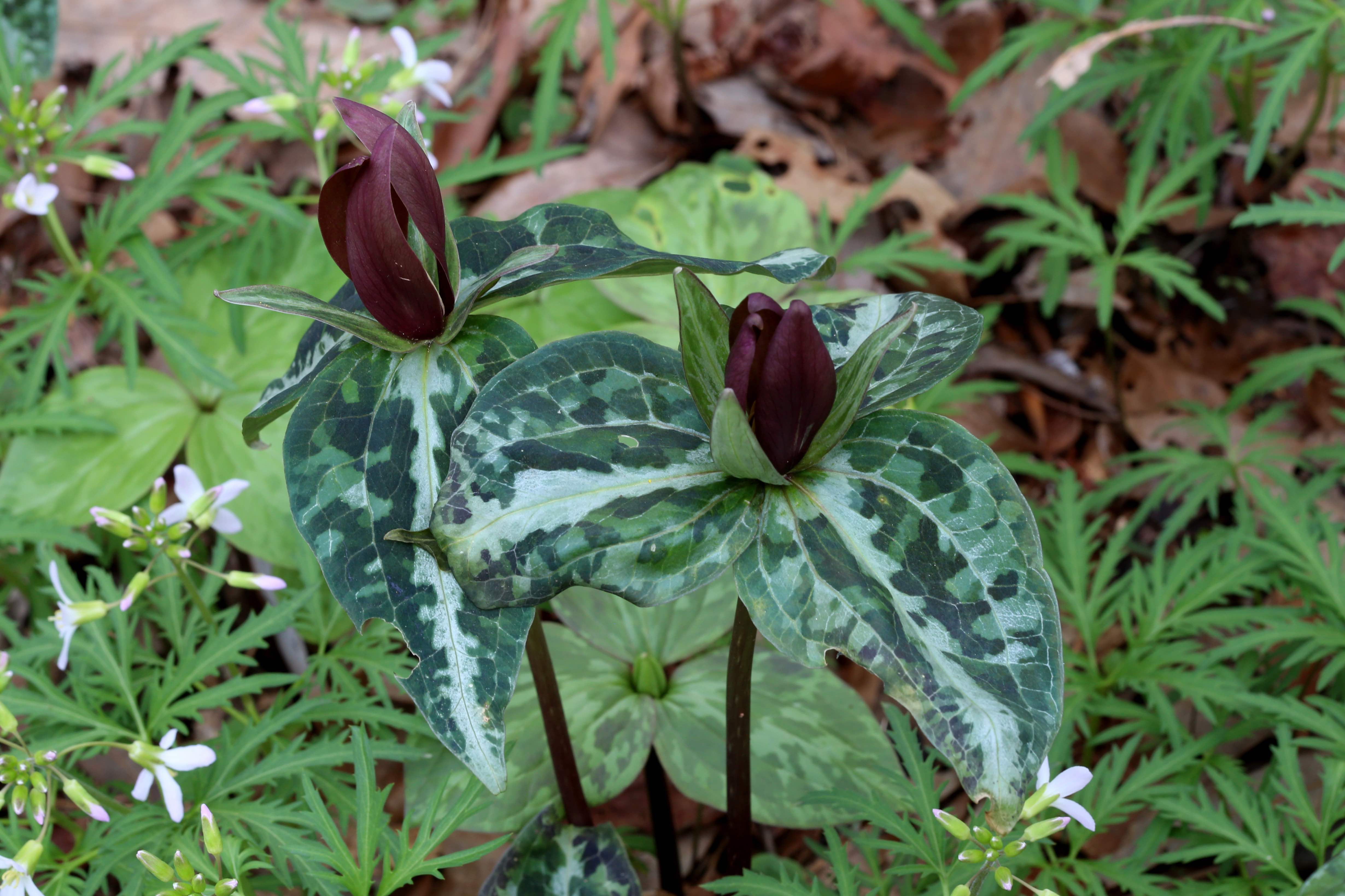 The Scientific Name is Trillium decipiens. You will likely hear them called Chattahoochee Trillium, Chattahoochee River Wakerobin, Deceptive Trillium. This picture shows the A pair of Trillium decipiens in Larry Mellichamp's garden in Charlotte.   of Trillium decipiens