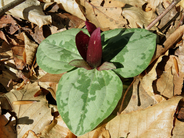 The Scientific Name is Trillium decumbens. You will likely hear them called Decumbent Trillium, Trailing Wakerobin. This picture shows the Decumbent Trillium is an uncommon-to-rare native of TN, GA, and AL. The plant's stem forms an S-shape under the leaf litter, so the plant's leaves are actually resting on the ground.  of Trillium decumbens