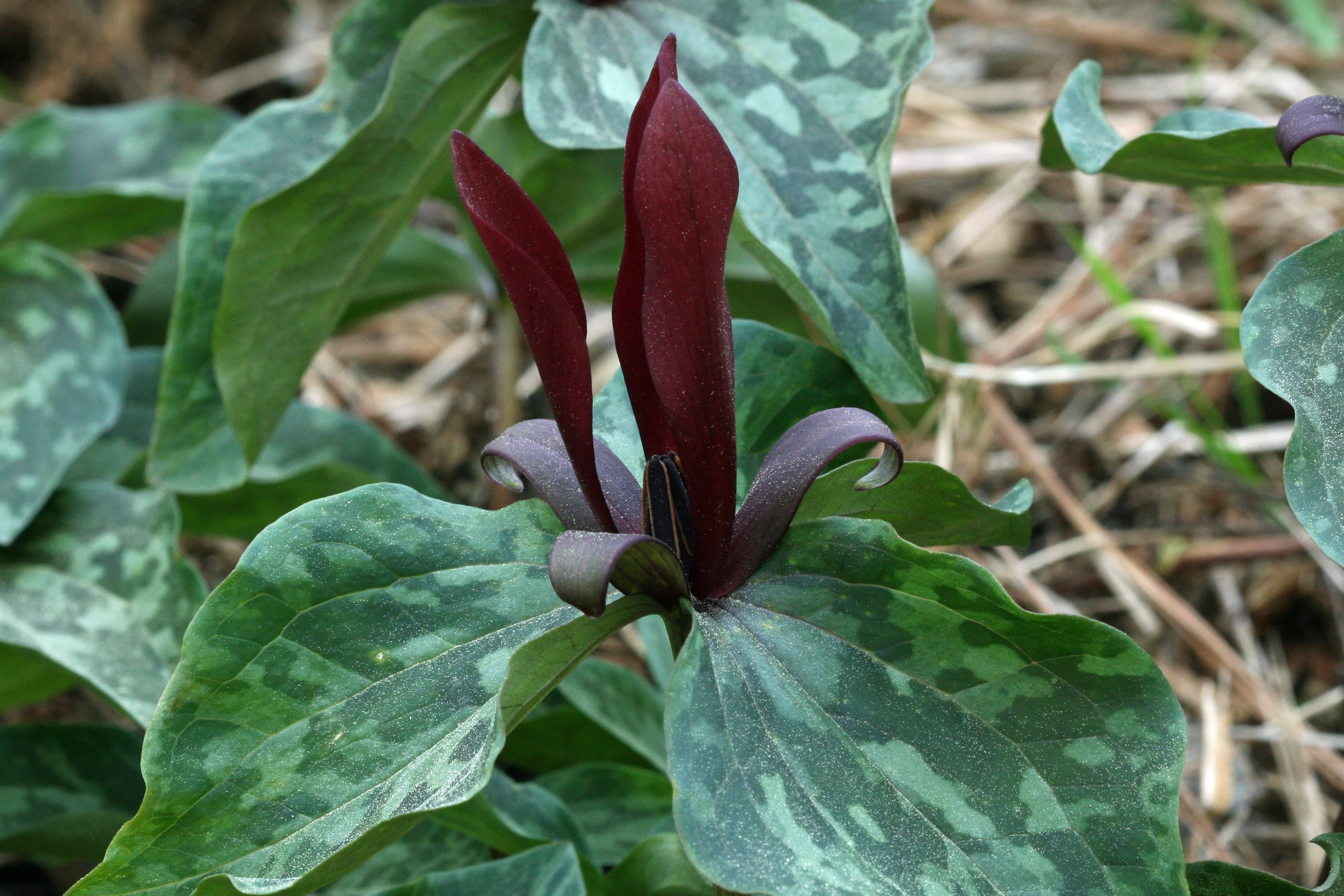 The Scientific Name is Trillium maculatum. You will likely hear them called Mottled Trillium, Spotted Trillium, Spotted Wakerobin. This picture shows the A sessile Trillium with broadly ovate mottled leaves, erect, bright maroon petals, and purple-maroon sepals with reflexed tips. of Trillium maculatum