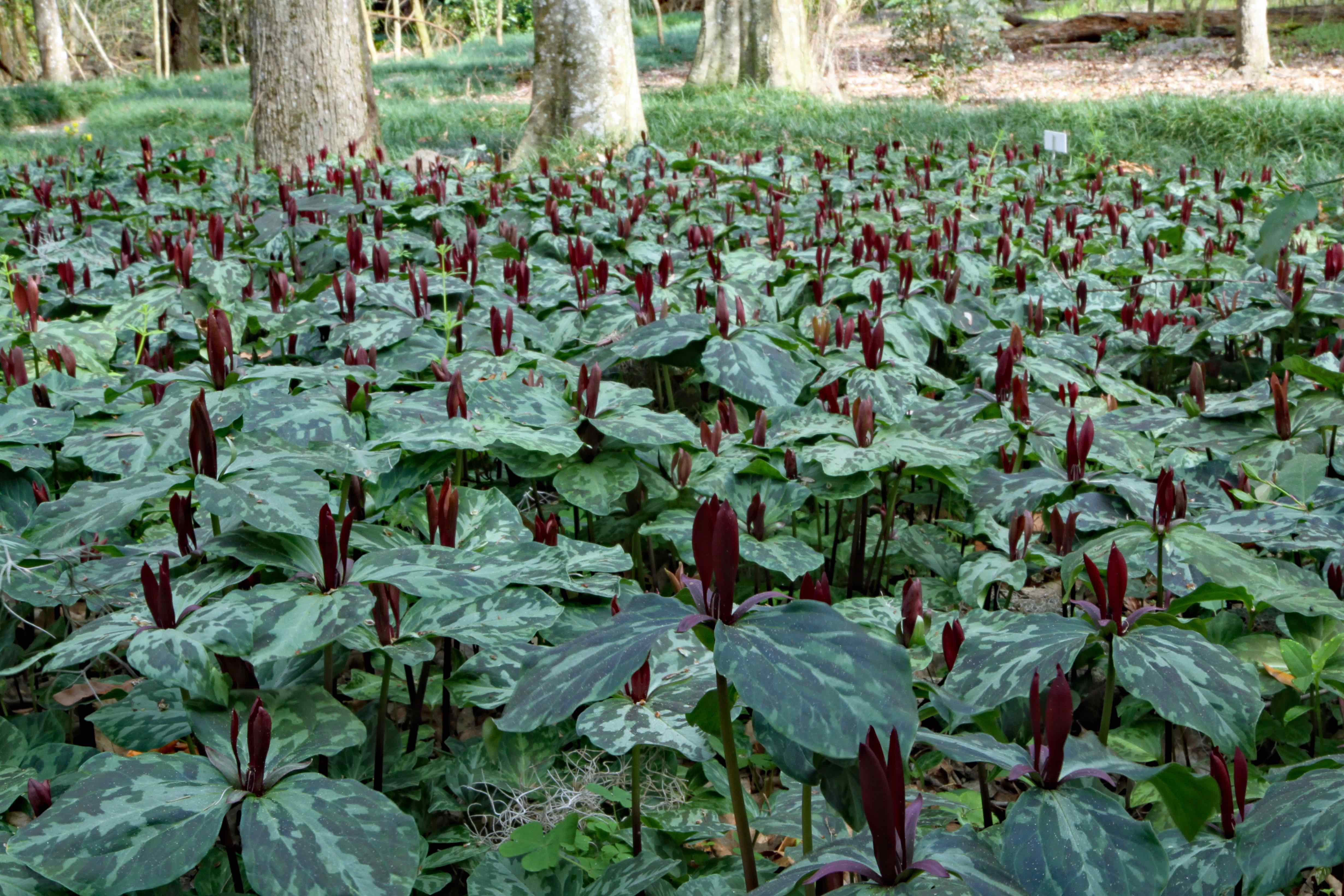 The Scientific Name is Trillium maculatum. You will likely hear them called Mottled Trillium, Spotted Trillium, Spotted Wakerobin. This picture shows the A wonderful display of Trillum maculatum at Kanapaha Botanical Gardens in Gainesville, Florida of Trillium maculatum