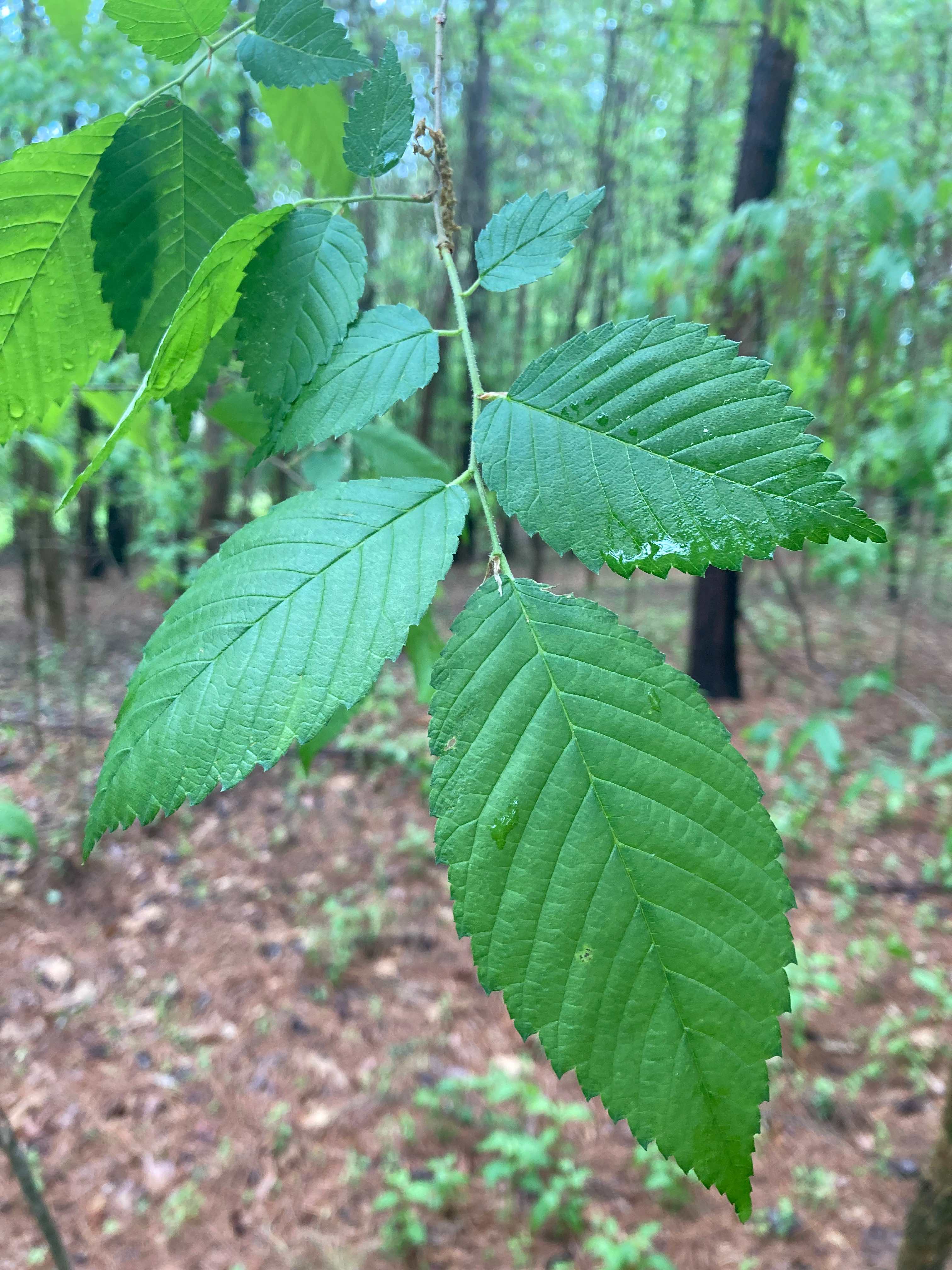 The Scientific Name is Ulmus americana. You will likely hear them called American Elm, White Elm. This picture shows the Leaves have asymmetric bases, parallel venation, and serrated margins. of Ulmus americana