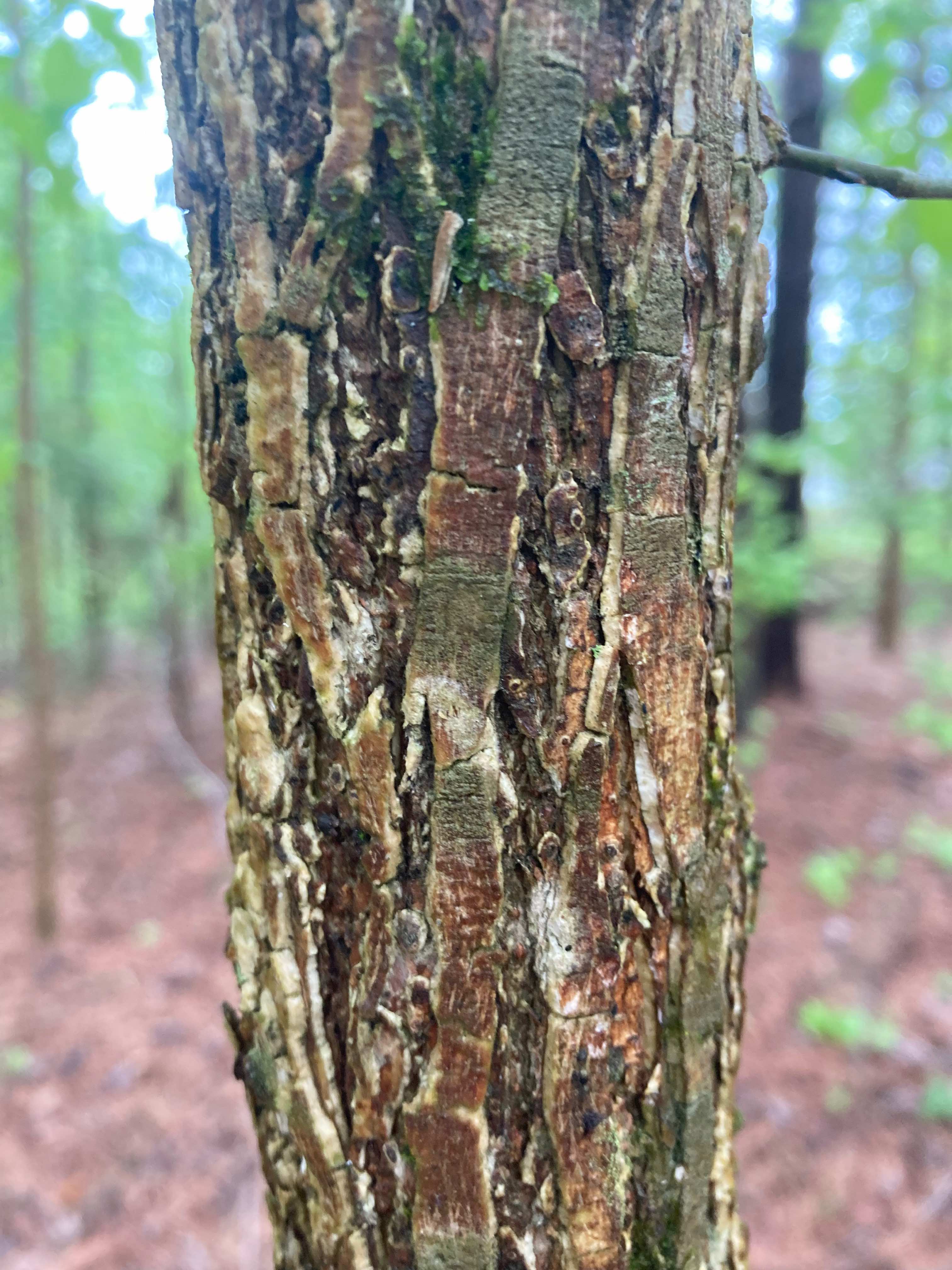 The Scientific Name is Ulmus americana. You will likely hear them called American Elm, White Elm. This picture shows the Bark is spongy, and has strong crisscrossing ridges. of Ulmus americana