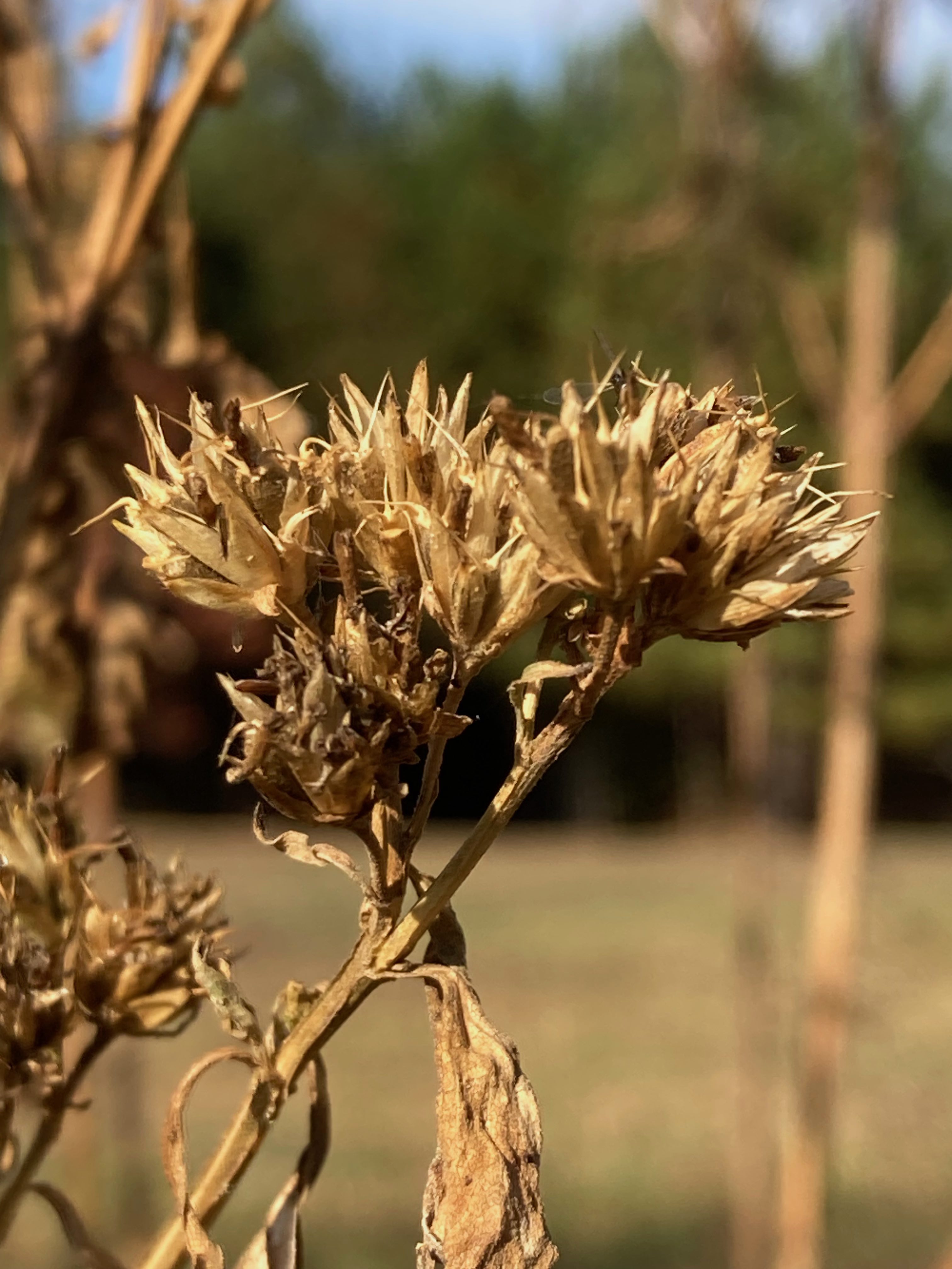 The Scientific Name is Verbesina occidentalis. You will likely hear them called Southern Crownbeard, Yellow Crownbeard, Stick-weed. This picture shows the Dried flower heads in November. of Verbesina occidentalis