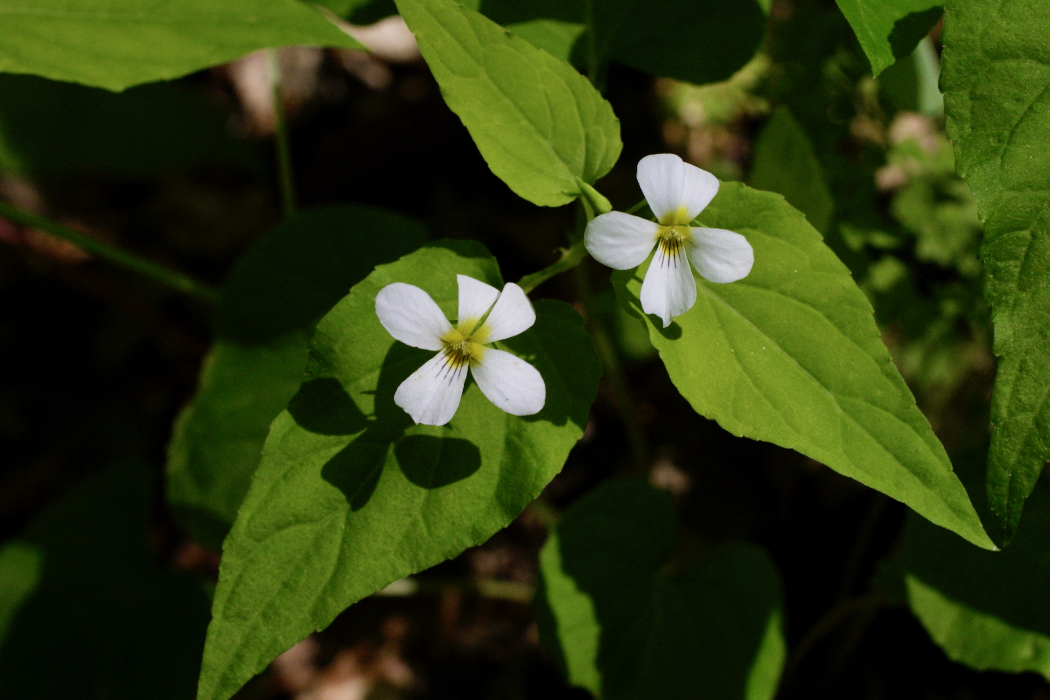 The Scientific Name is Viola canadensis [=Viola canadensis var. canadensis]. You will likely hear them called Tall White Violet, Canada Violet. This picture shows the Bright white flowers with purple stripes on lower petal of Viola canadensis [=Viola canadensis var. canadensis]