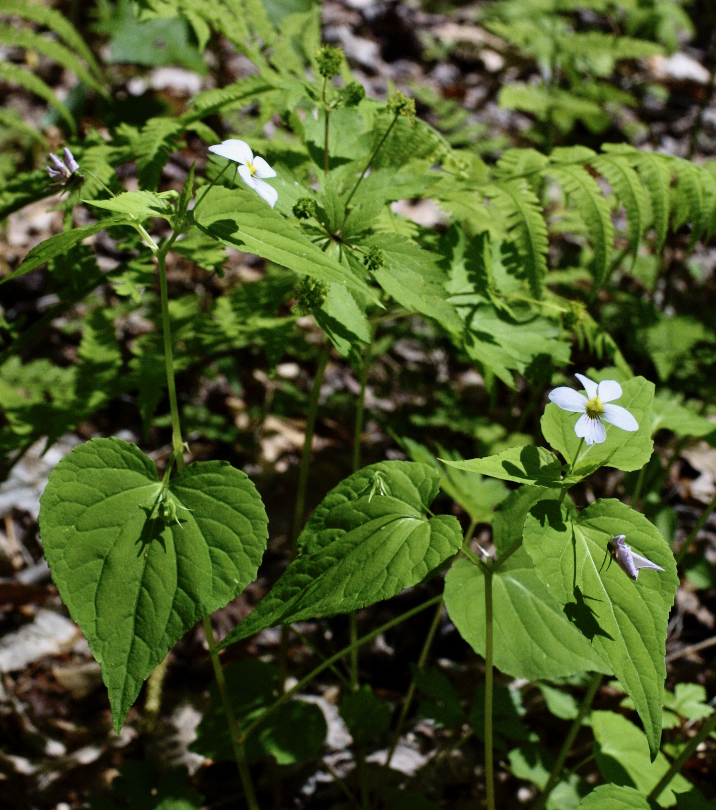 The Scientific Name is Viola canadensis [=Viola canadensis var. canadensis]. You will likely hear them called Tall White Violet, Canada Violet. This picture shows the Stemmed violet with white flowers; note forming fruit of Viola canadensis [=Viola canadensis var. canadensis]