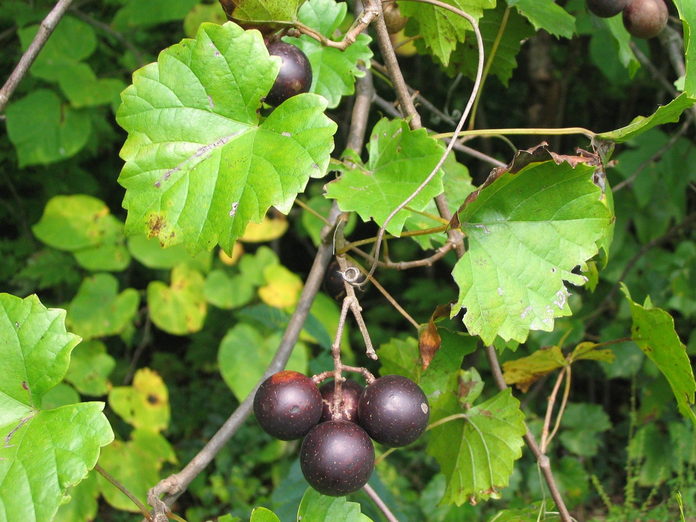 The Scientific Name is Muscadinia rotundifolia var. rotundifolia [= Vitis rotundifolia]. You will likely hear them called Muscadine, Scuppernong. This picture shows the Small un-lobed heart-shaped leaves with serrated margins, large fruit. of Muscadinia rotundifolia var. rotundifolia [= Vitis rotundifolia]