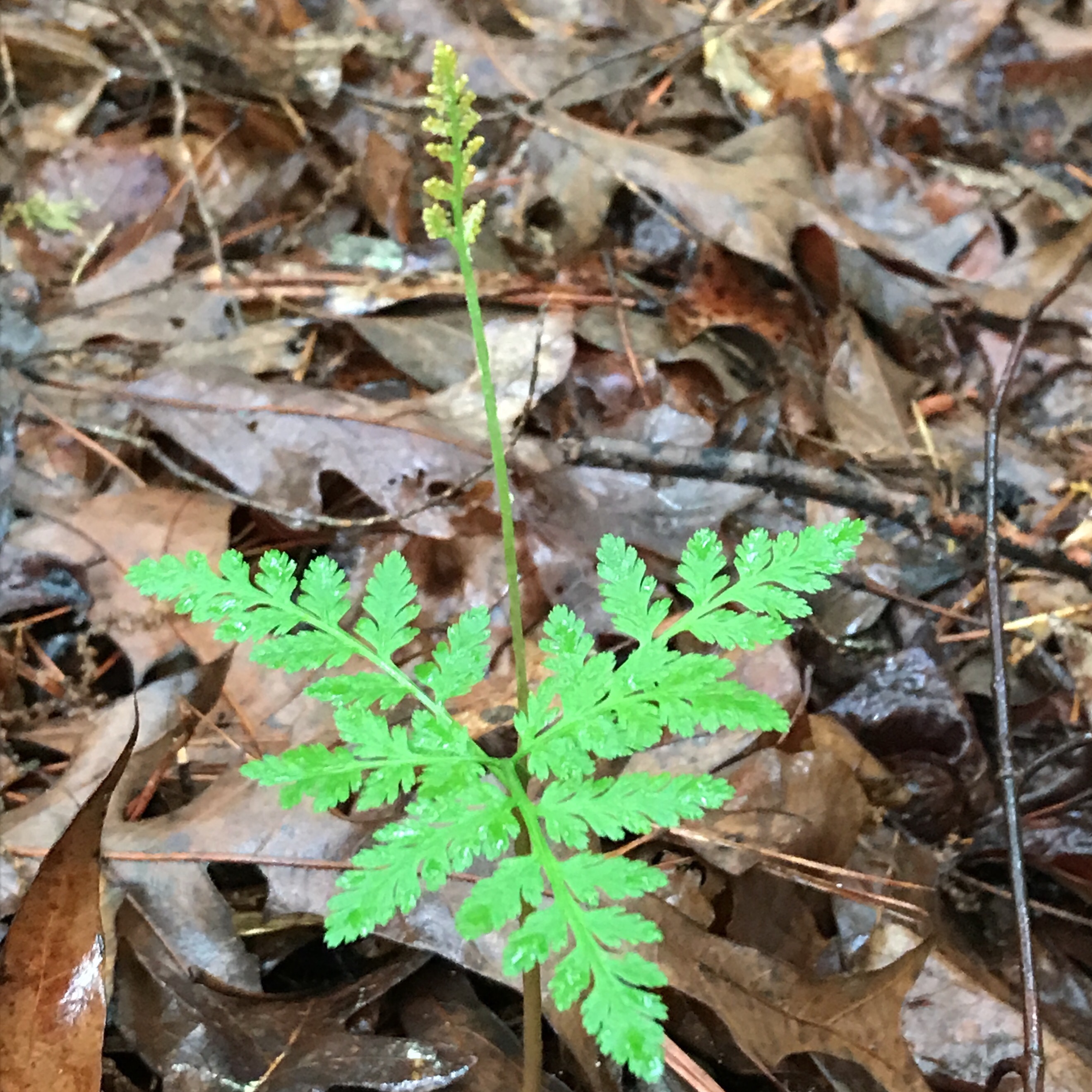 The Scientific Name is Botrypus virginianus [= Botrychium virginianum]. You will likely hear them called Rattlesnake Fern. This picture shows the Fern with Fertile Frond of Botrypus virginianus [= Botrychium virginianum]