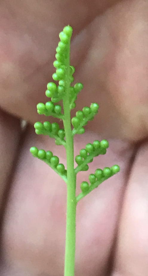 The Scientific Name is Botrypus virginianus [= Botrychium virginianum]. You will likely hear them called Rattlesnake Fern. This picture shows the Close-up of Fertile Frond of Botrypus virginianus [= Botrychium virginianum]