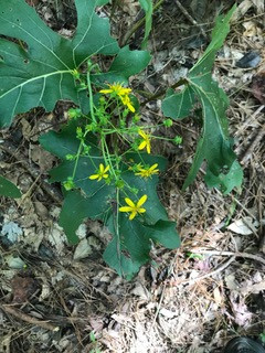 The Scientific Name is Silphium compositum. You will likely hear them called Kidney-leaf Rosinweed, Rosinweed. This picture shows the late summer, full foliage, after bloom of Silphium compositum