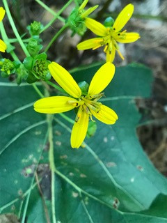 The Scientific Name is Silphium compositum. You will likely hear them called Kidney-leaf Rosinweed, Rosinweed. This picture shows the late summer, full foliage, close-up of one bloom of Silphium compositum