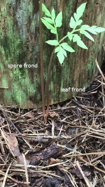 The Scientific Name is Sceptridium dissectum [= Botrychium dissectum]. You will likely hear them called Cut-leaf Grape Fern, Dissected Grape Fern. This picture shows the spore and leaf fronds of Sceptridium dissectum [= Botrychium dissectum]