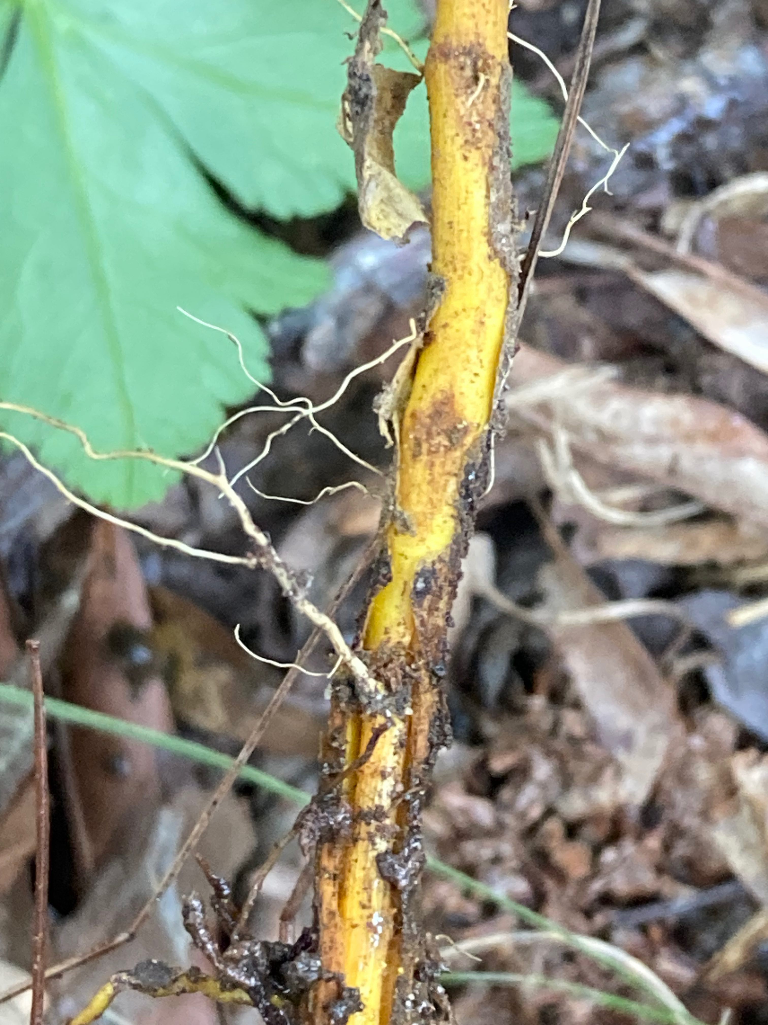 The Scientific Name is Xanthorhiza simplicissima. You will likely hear them called Brook-Feather, Yellowroot. This picture shows the The roots and the broken wood of the stems are bright yellow.  of Xanthorhiza simplicissima