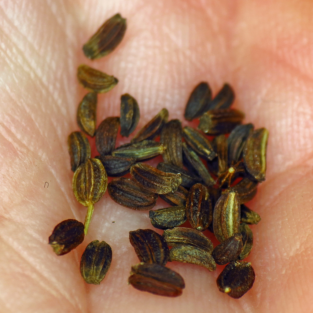 The Scientific Name is Zizia aurea. You will likely hear them called Common Golden-Alexanders. This picture shows the Golden Alexanders seeds, collected from cultivated plants. of Zizia aurea
