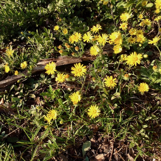 The Scientific Name is Chrysopsis gossypina. You will likely hear them called Cottony Goldenaster. This picture shows the Large colonies on roadside are quite showy of Chrysopsis gossypina