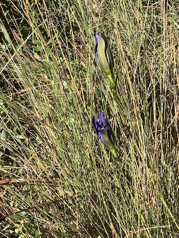 The Scientific Name is Gentiana autumnalis. You will likely hear them called Pinebarren Gentian, Autumn Gentian. This picture shows the Closed flowers of Gentiana autumnalis