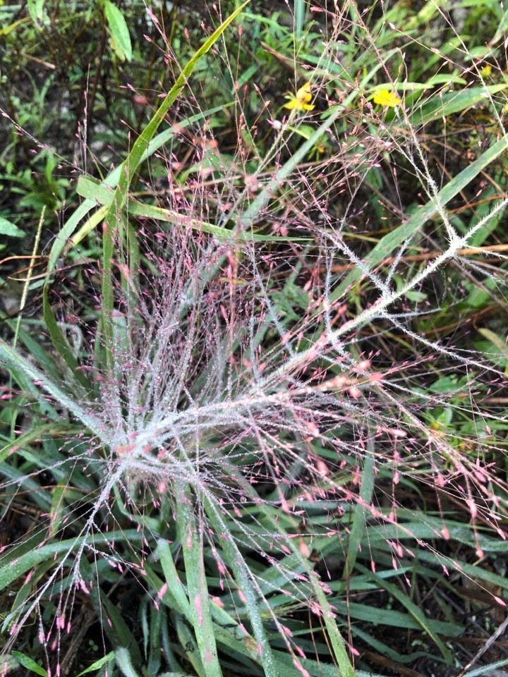 The Scientific Name is Eragrostis spectabilis. You will likely hear them called Purple Lovegrass, Tumblegrass, Petticoat Climber. This picture shows the Red-purple to rosy pink inflorescence. of Eragrostis spectabilis