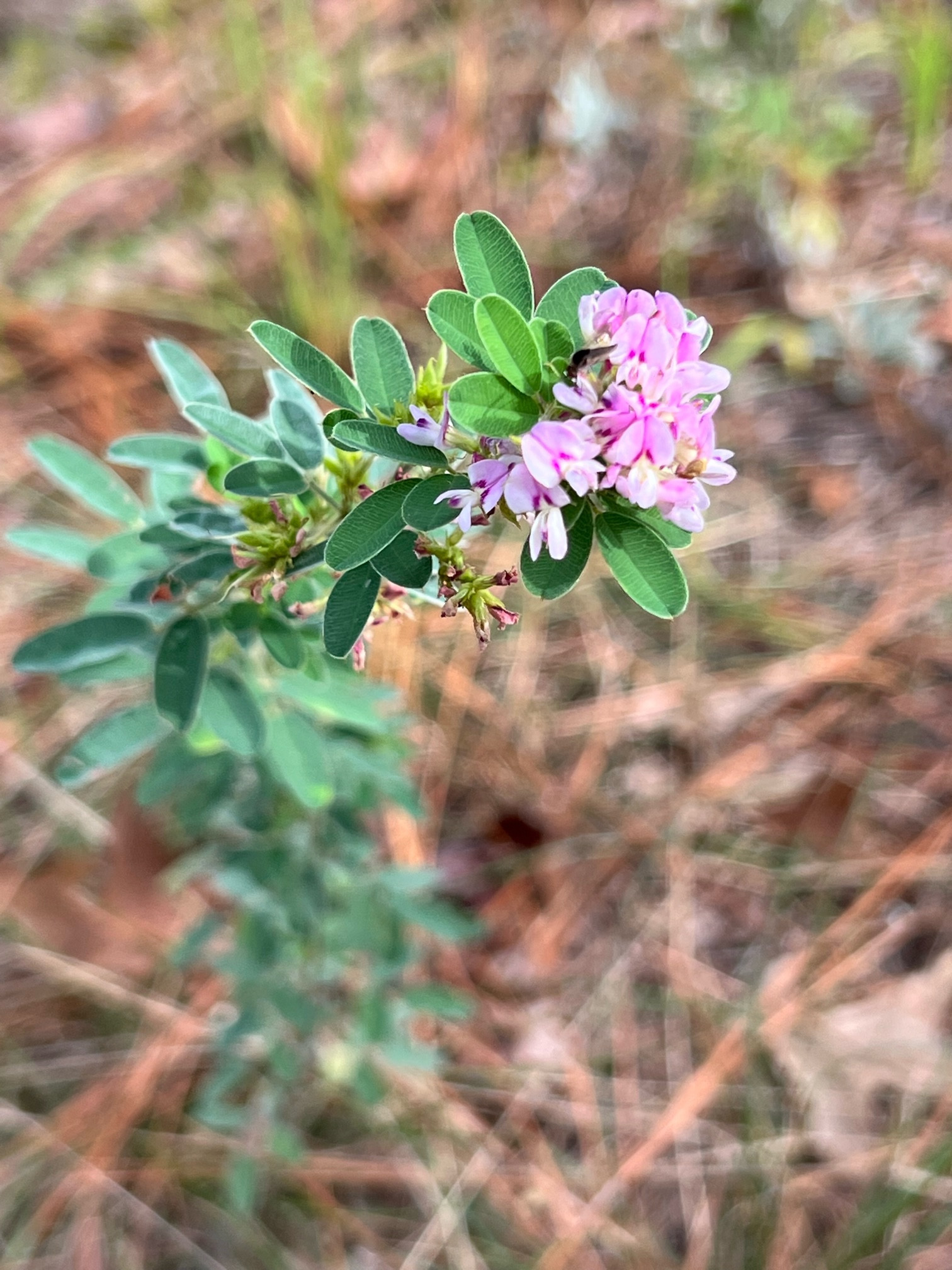The Scientific Name is Lespedeza virginica. You will likely hear them called Slender Lespedeza, Virginia Lespedeza, Slender Bush-clover. This picture shows the  Narrow clusters of small purple flowers.  of Lespedeza virginica