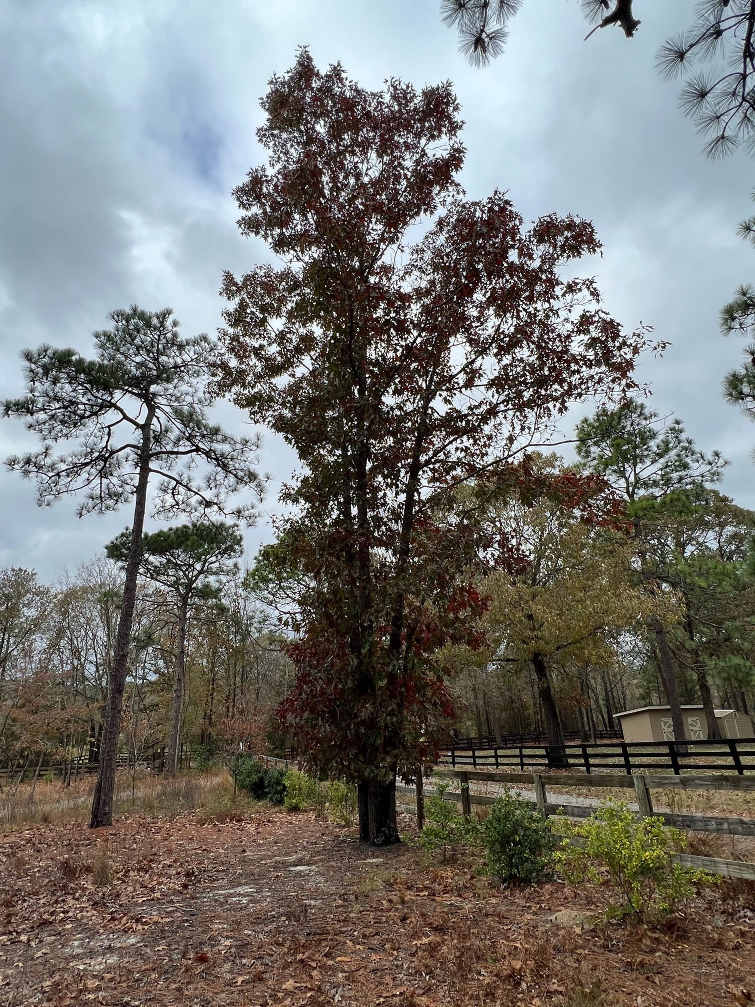 The Scientific Name is Quercus rubra. You will likely hear them called Northern Red Oak. This picture shows the Large tree of eastern half of the US. of Quercus rubra