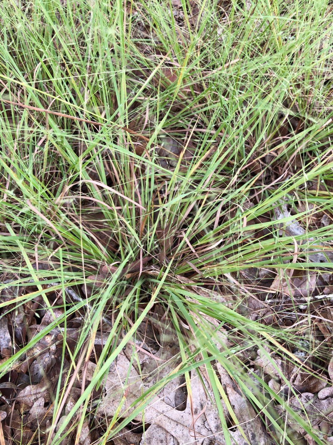 The Scientific Name is Eragrostis spectabilis. You will likely hear them called Purple Lovegrass, Tumblegrass, Petticoat Climber. This picture shows the The grass clumps are relatively short and broad. of Eragrostis spectabilis