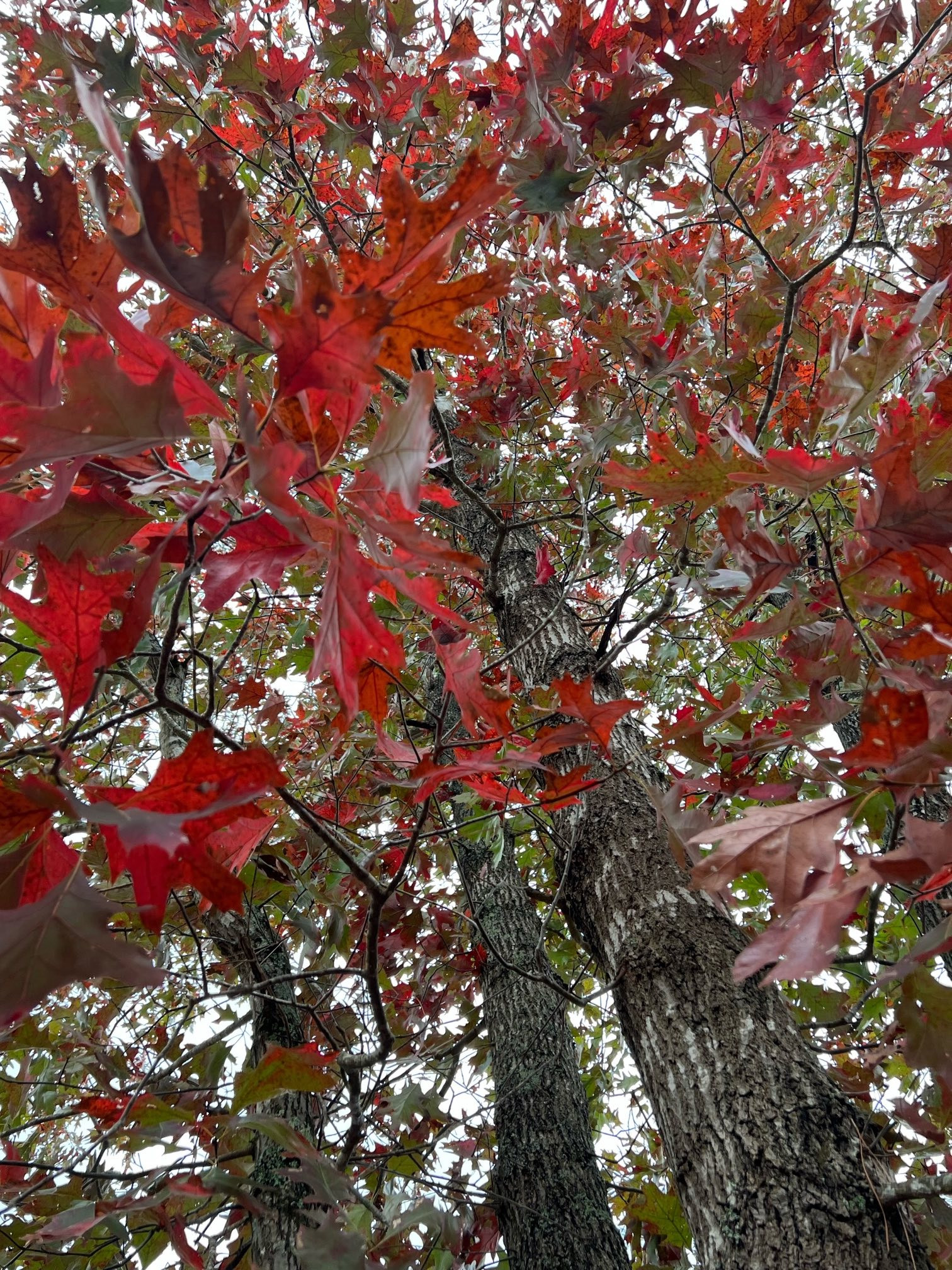 The Scientific Name is Quercus rubra. You will likely hear them called Northern Red Oak. This picture shows the Nice Fall color! The bark on mature trees has flat-topped, wide ridges with shallow furrows. The shallow furrows form a pattern resembling ski tracts. of Quercus rubra
